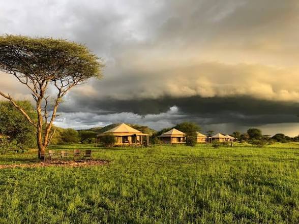 Sound of Silence — Serengeti - Gallery Image 1