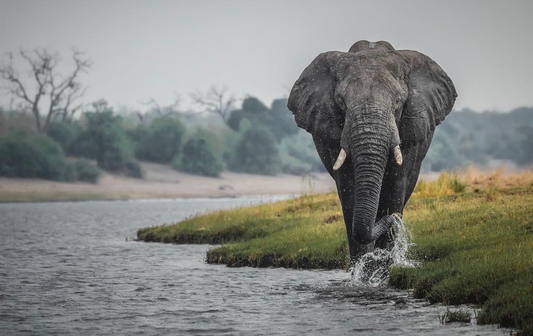 Tanzania Safaris