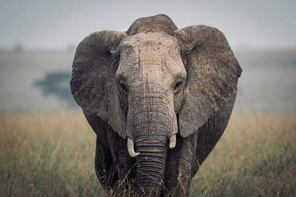 Tanzania Safaris