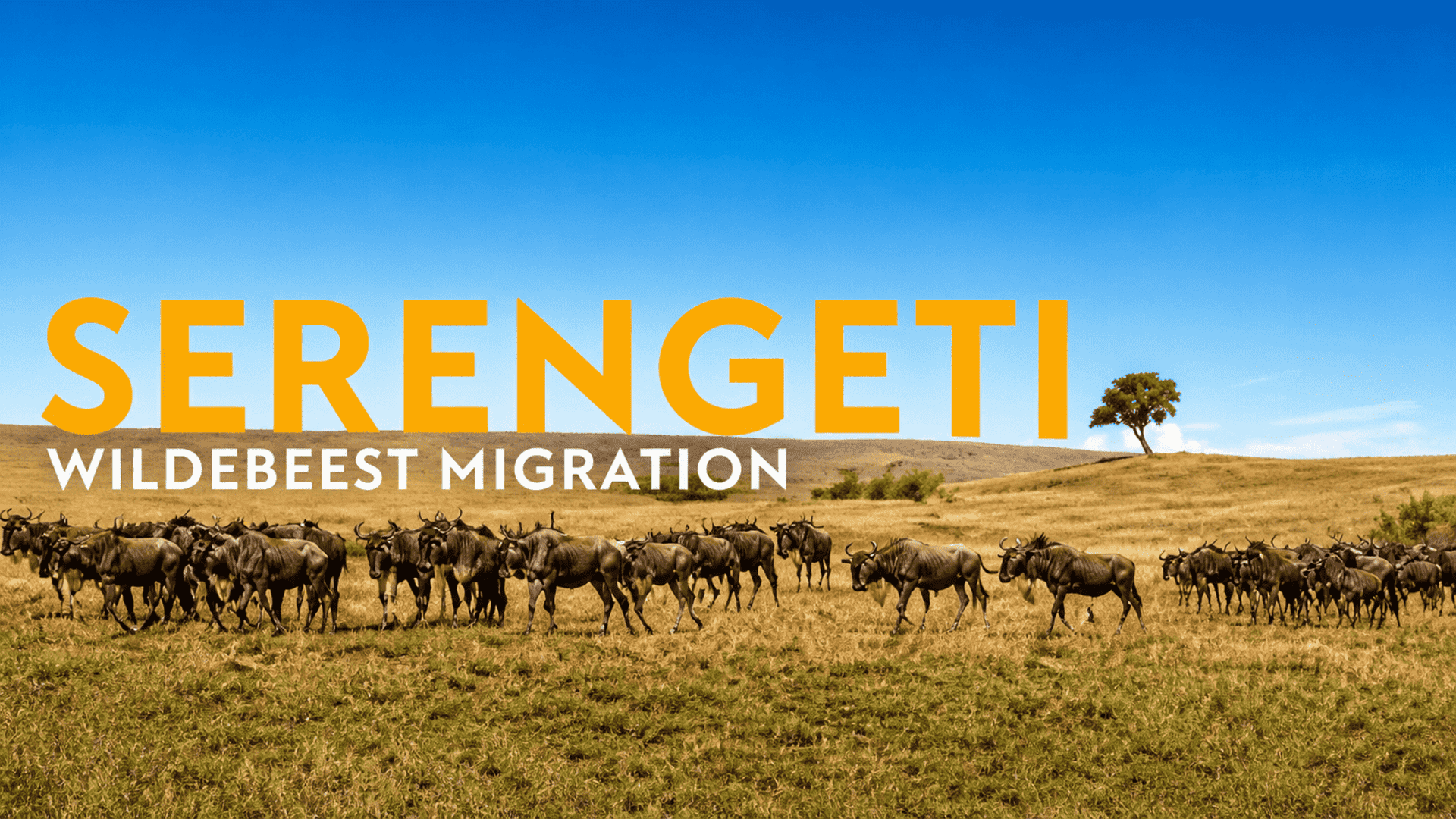 Great Migration Tanzania: When, Where & How to See It