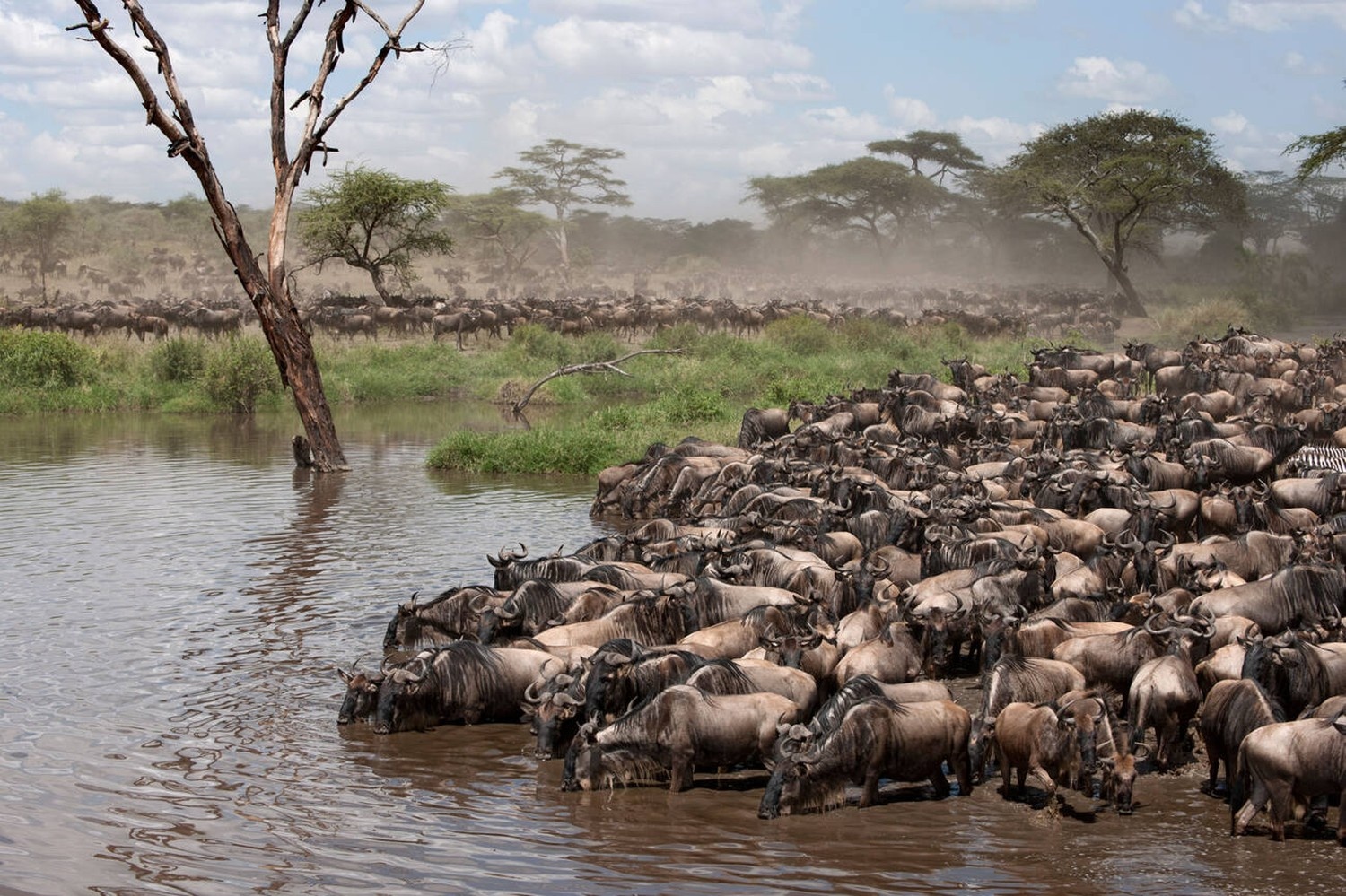 Great Migration Tanzania 2025–2026: When, Where & How to See It