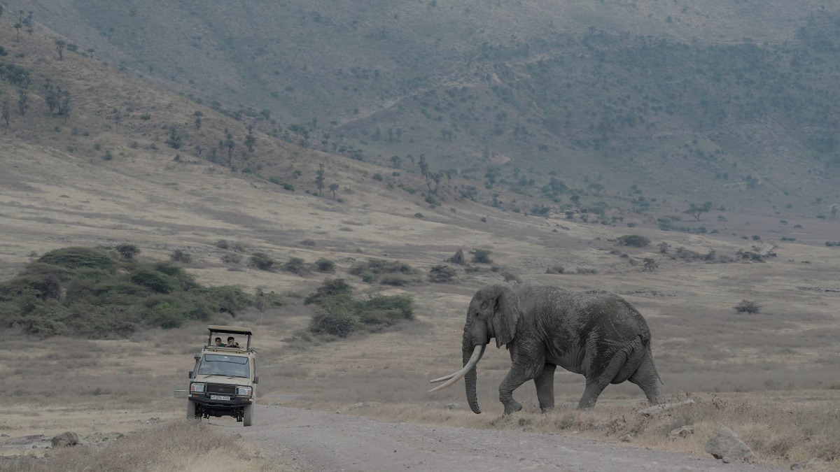 Game Drive