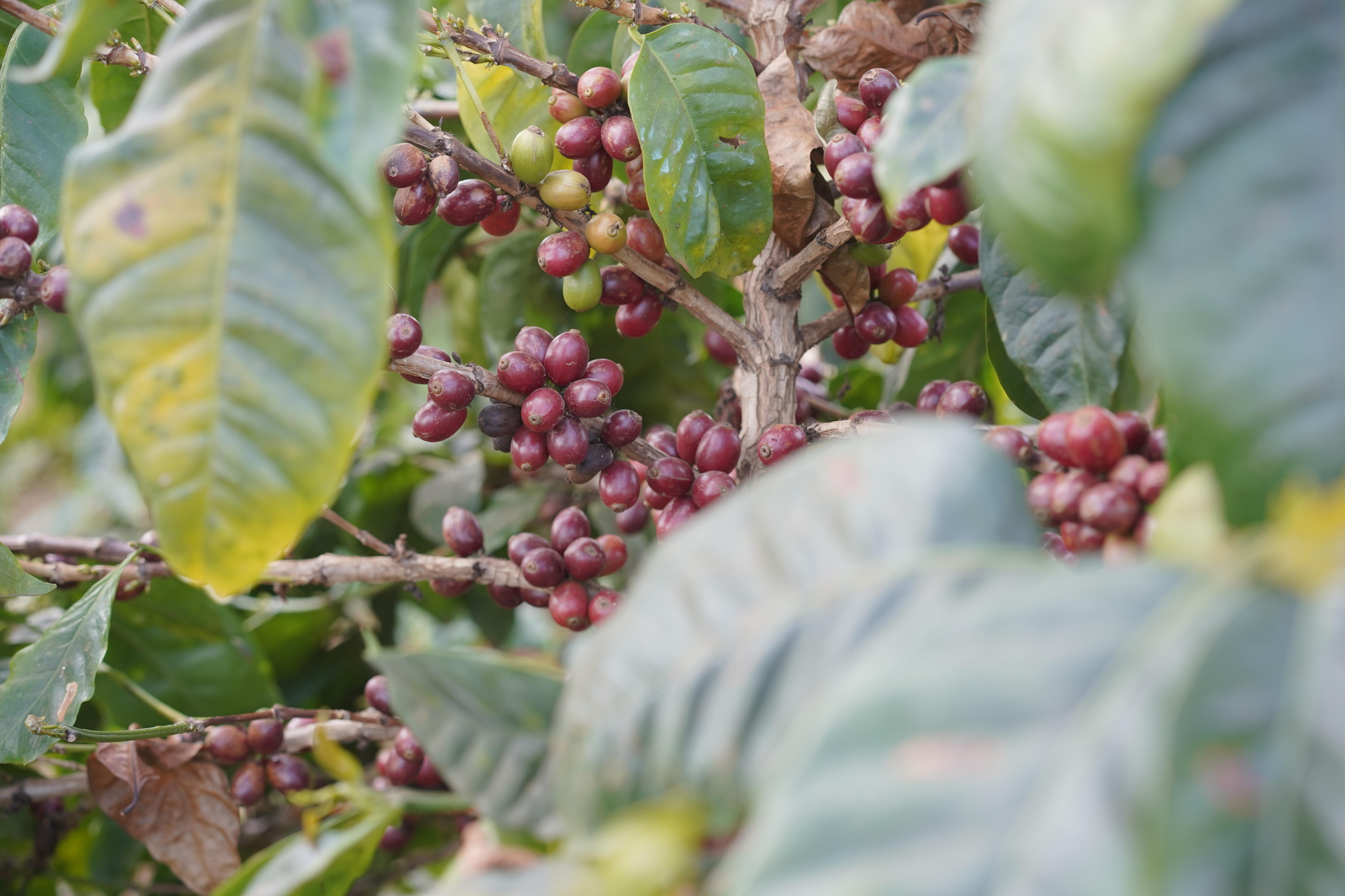 Coffee Tours​​