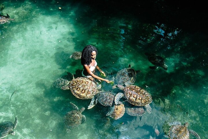 Swimming with turtles & Sunset cruise 