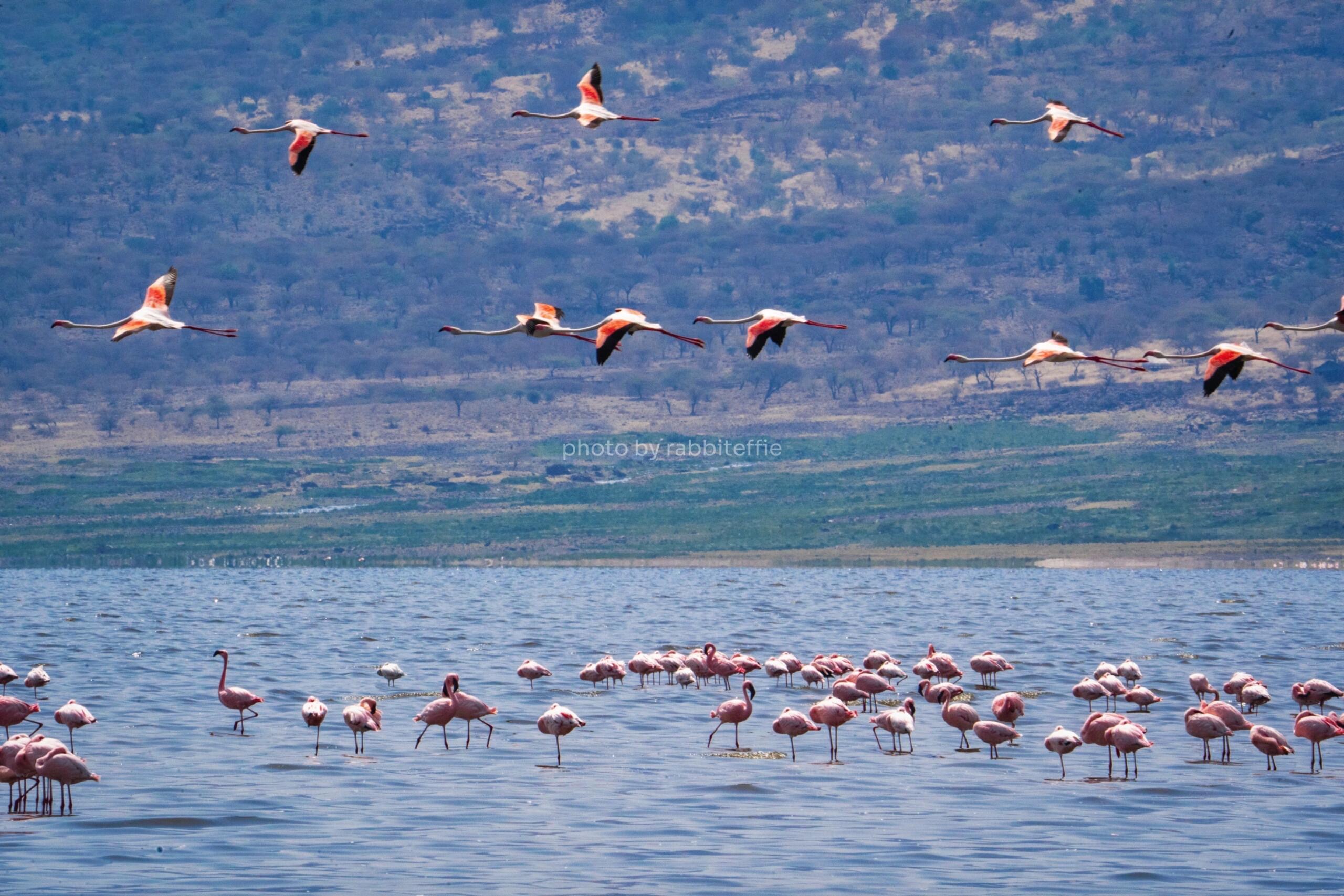 birds