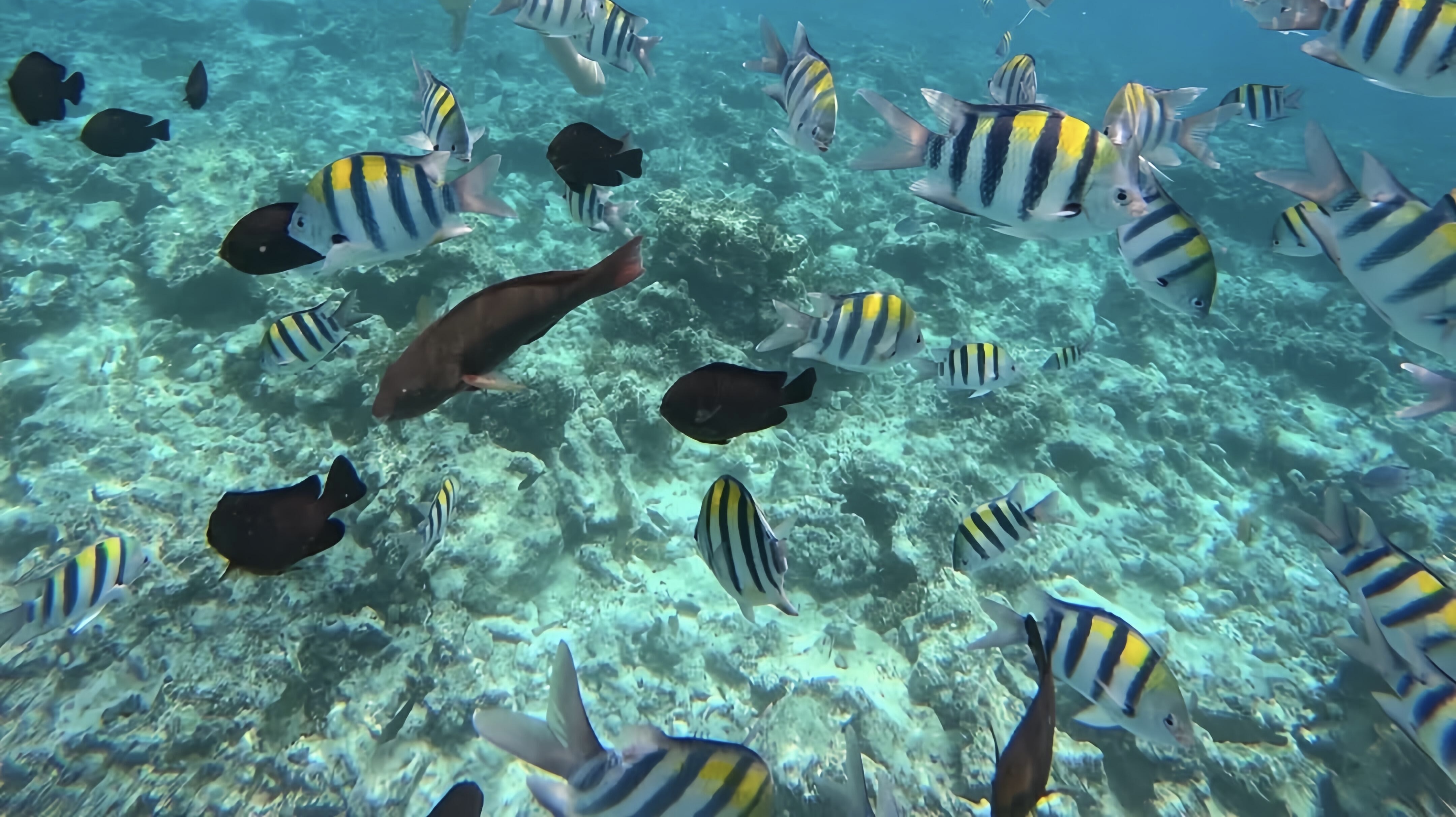 Fish Species of Coastal Beaches