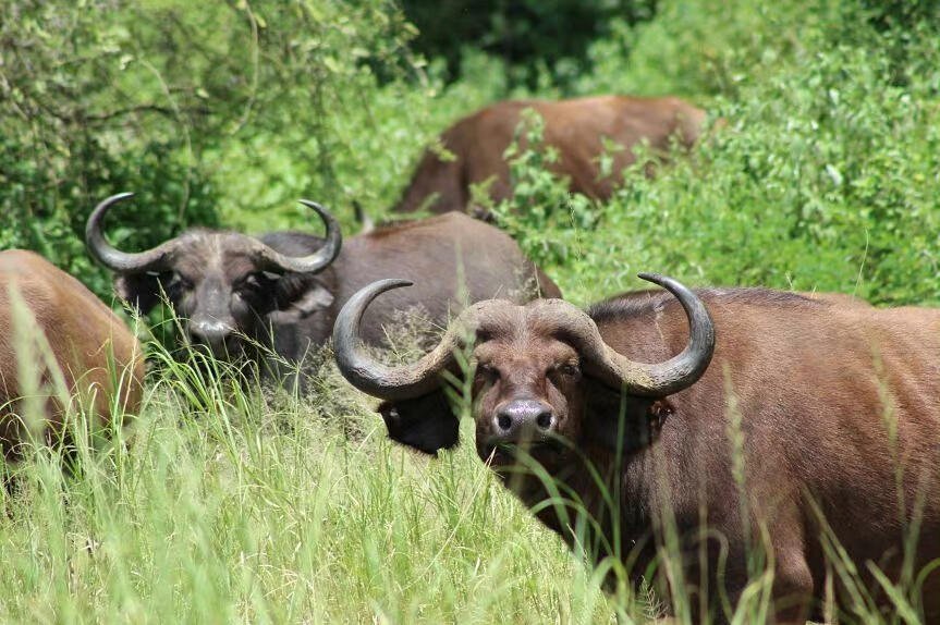 Arusha National Park