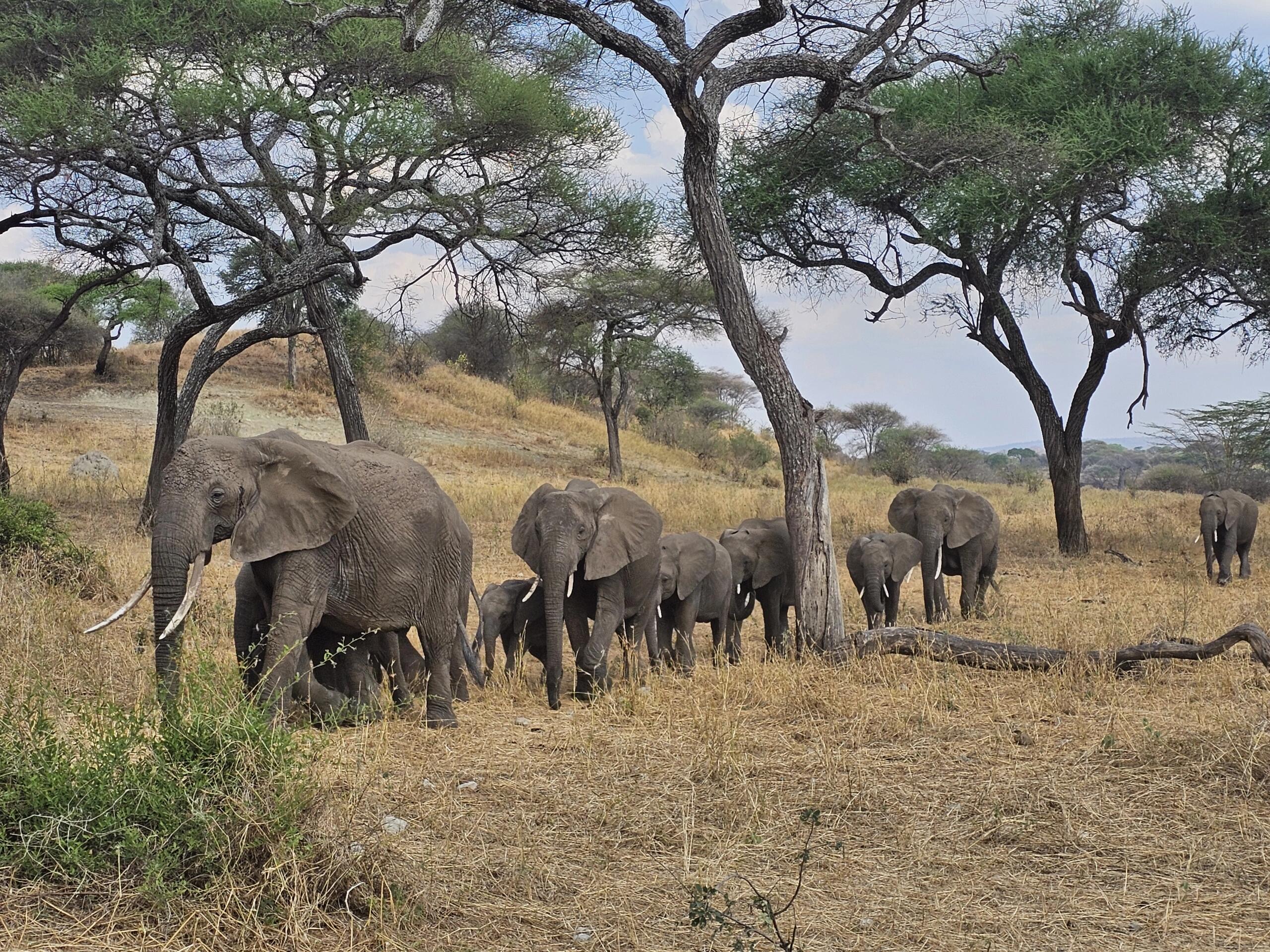 Tarangire National Park