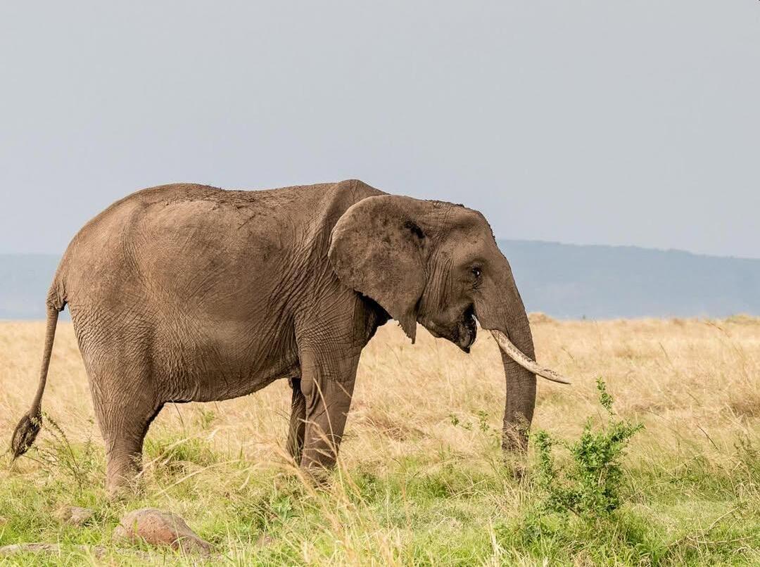 Whispers of the Wilderness