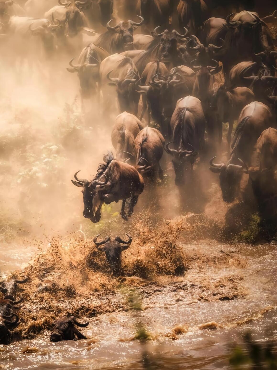 Wildbeast Immigration