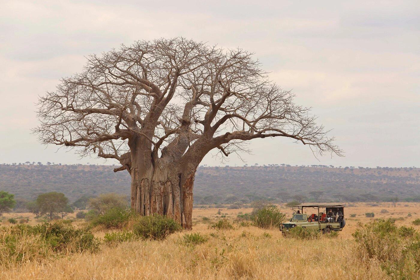 Game-drive & Bush Walk in Tarangire and Ngorongoro