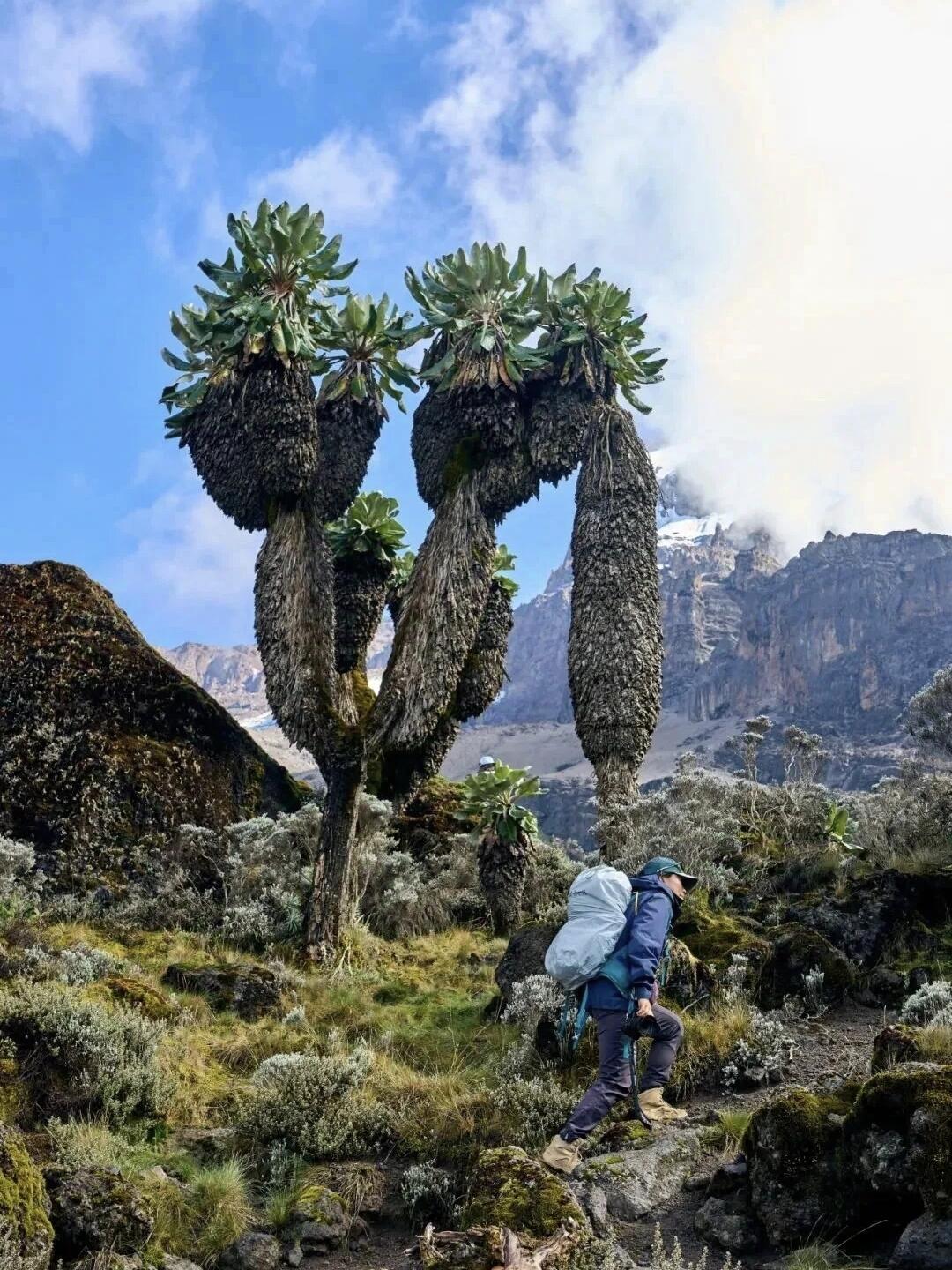 Machame Route (Best Seller) 