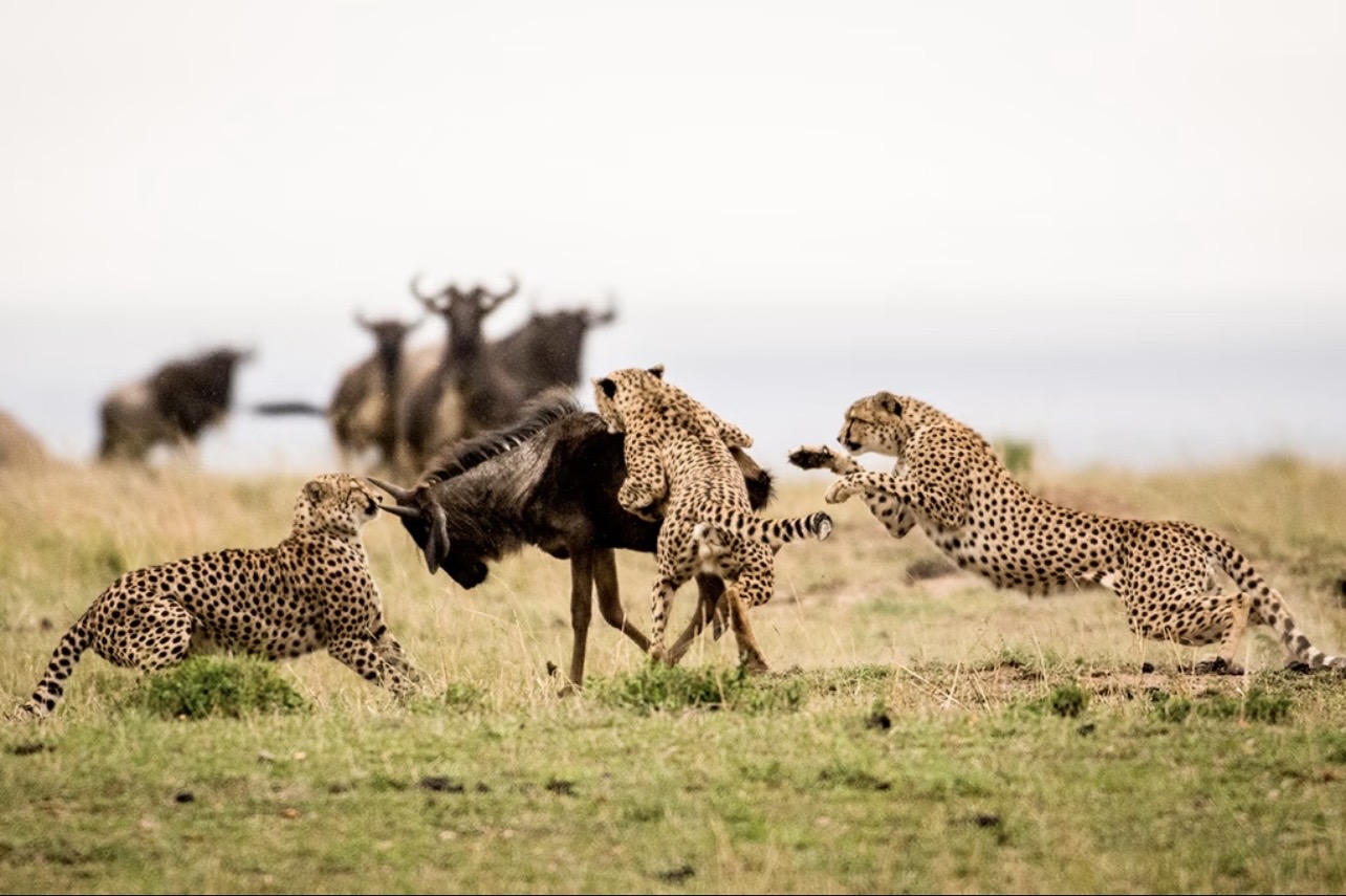 Tarangire, Ngorongoro & Calving Season in Ndutu