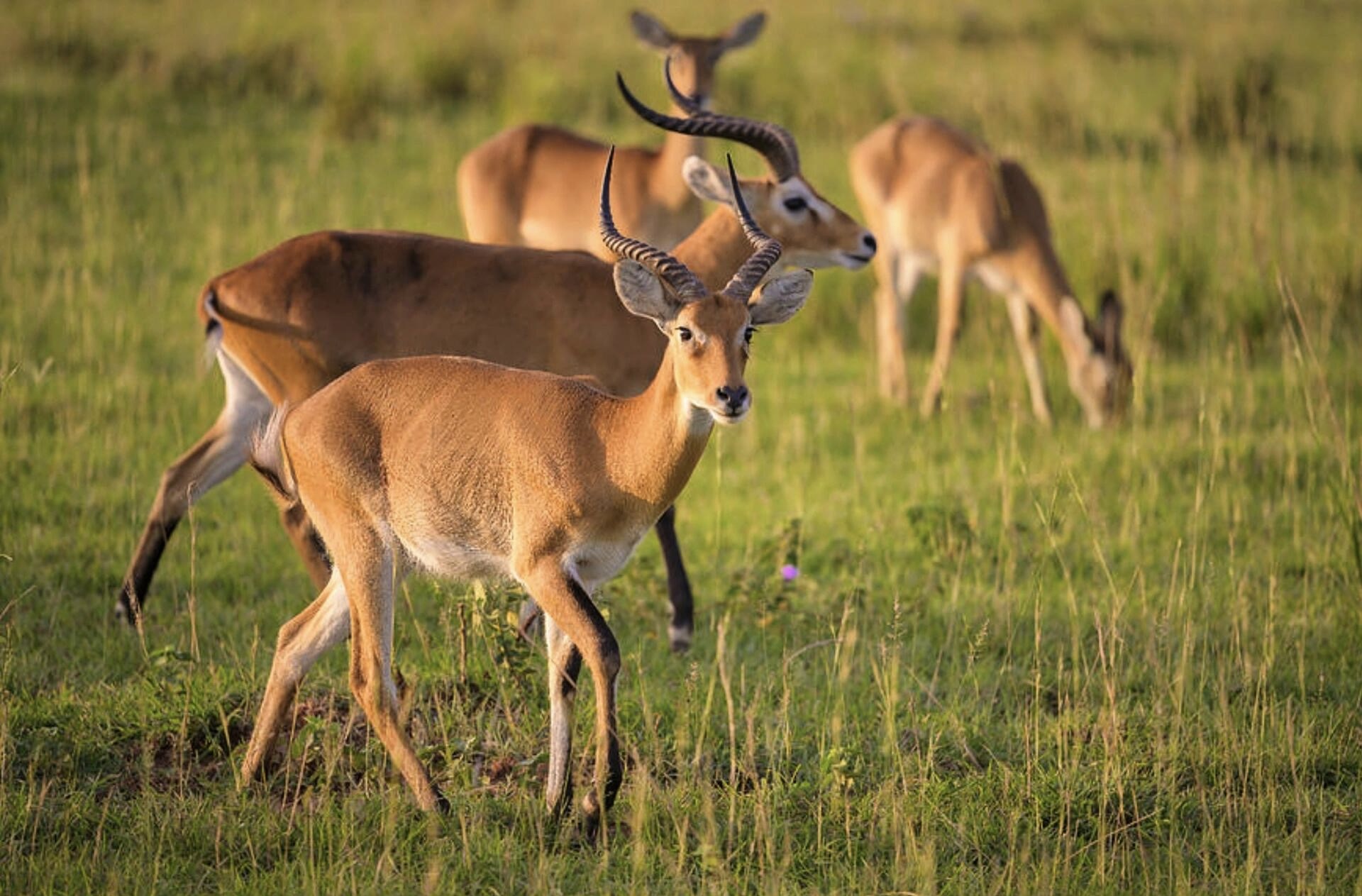 Safari Tour 'Dik-Dik': 2-Day Tarangire & Lake Manyara