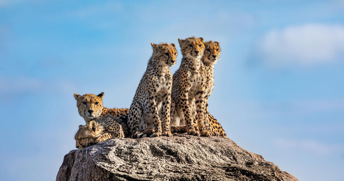 Serengeti Cheetah Safari & Game-drives in Tarangire & Ngorongoro
