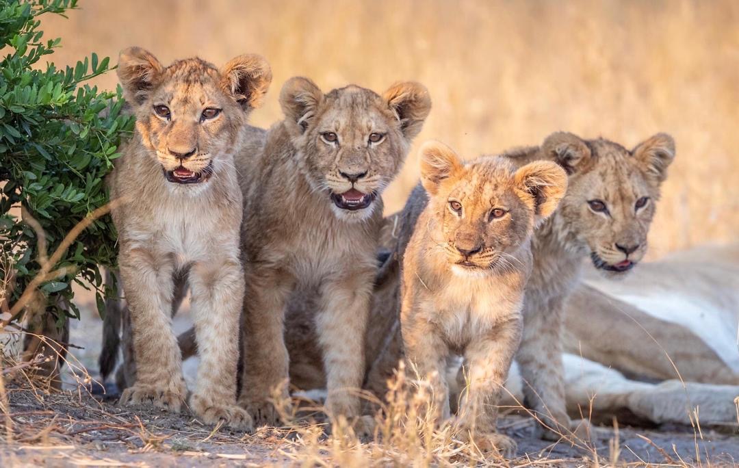 Big Cats & Serengeti Balloon Safari: 4 Days in Tanzania's Top Parks