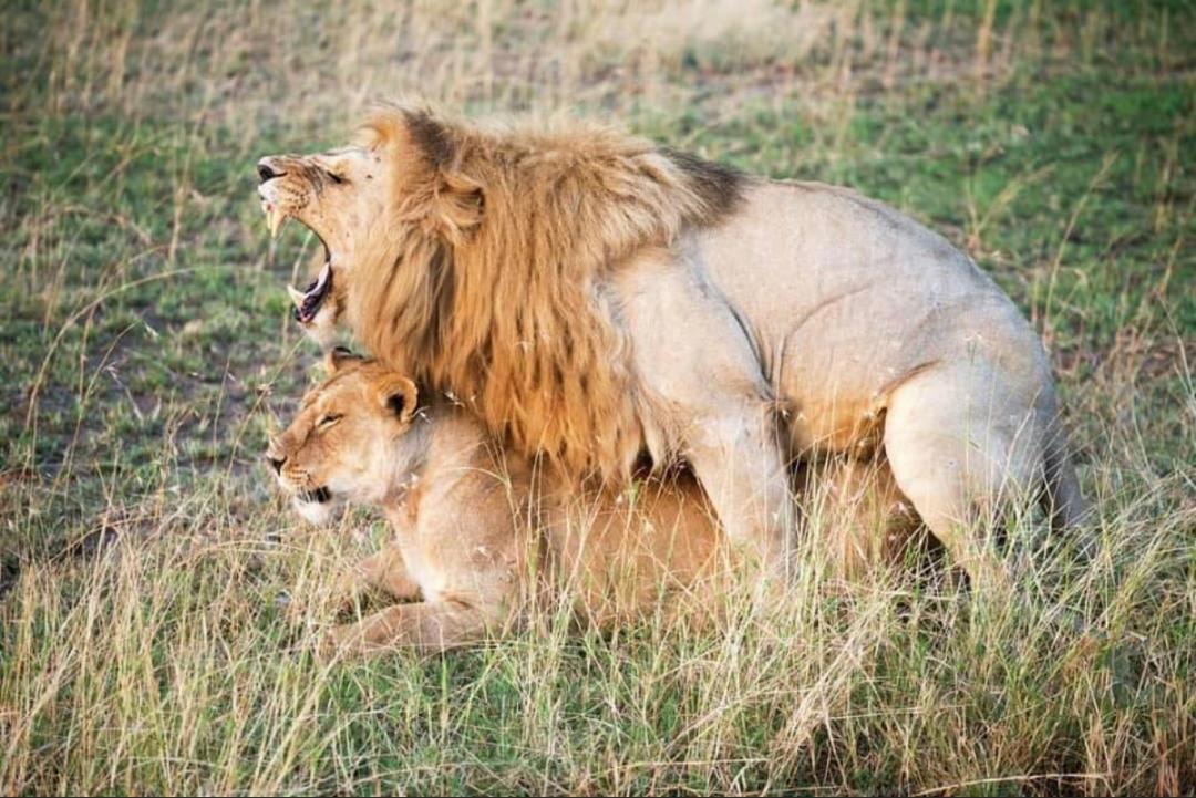 Safari Tour 'Oribi': 3-Day Tarangire & Ngorongoro Crater