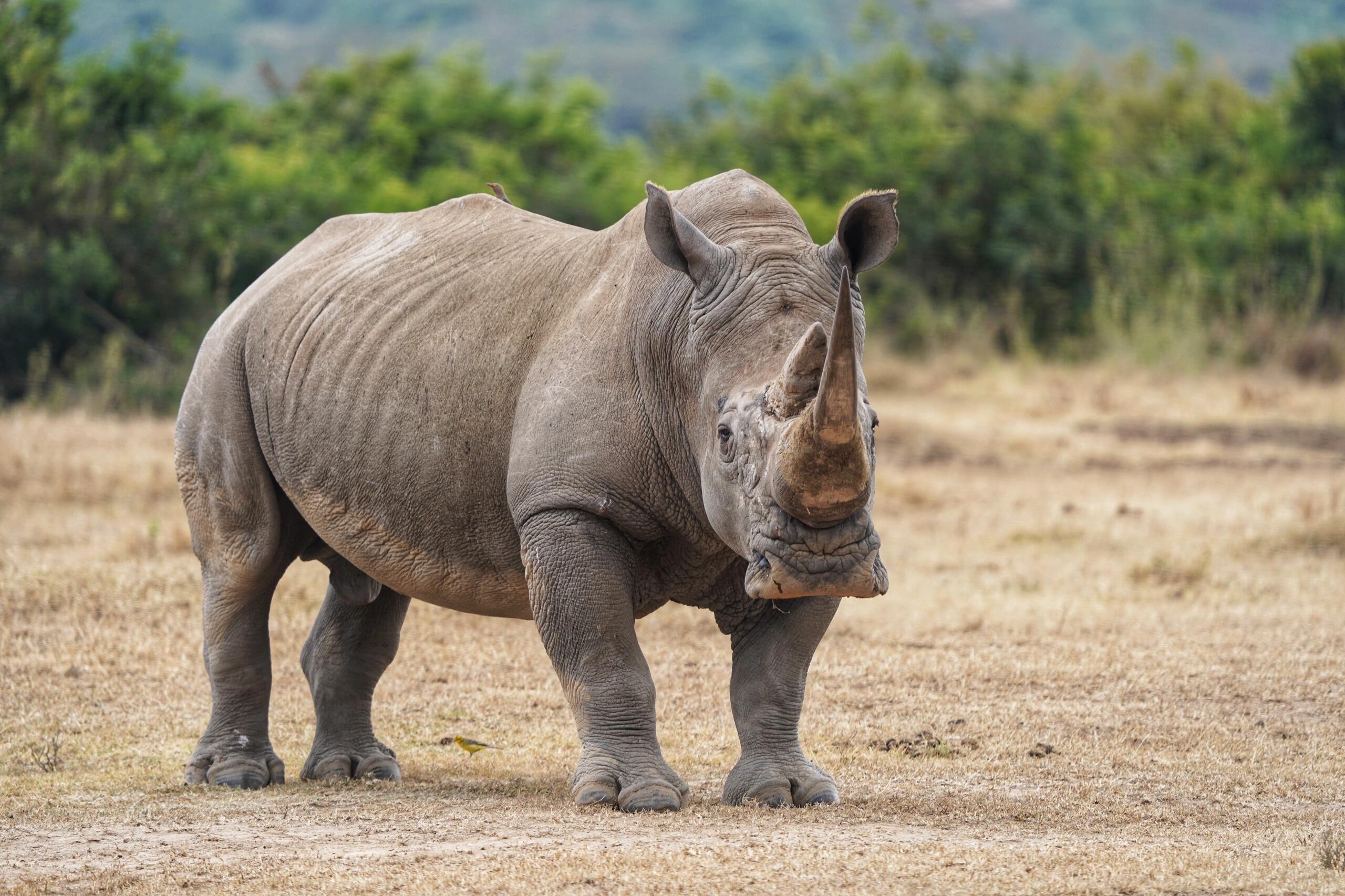 Rhino Safari in Mkomazi