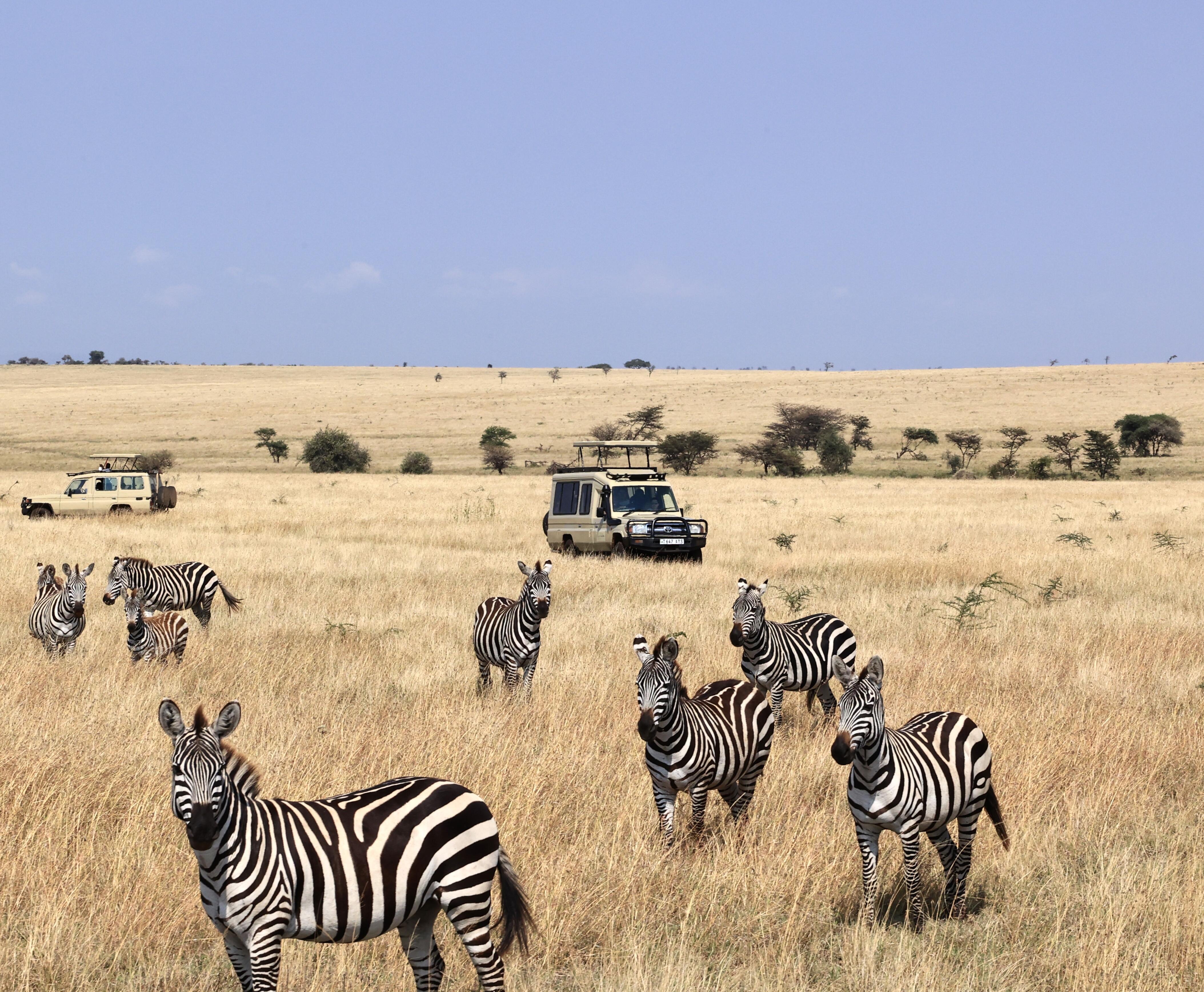 Luxury Safari: Ngorongoro, Lake Natron & Serengeti Migration in 7 Days