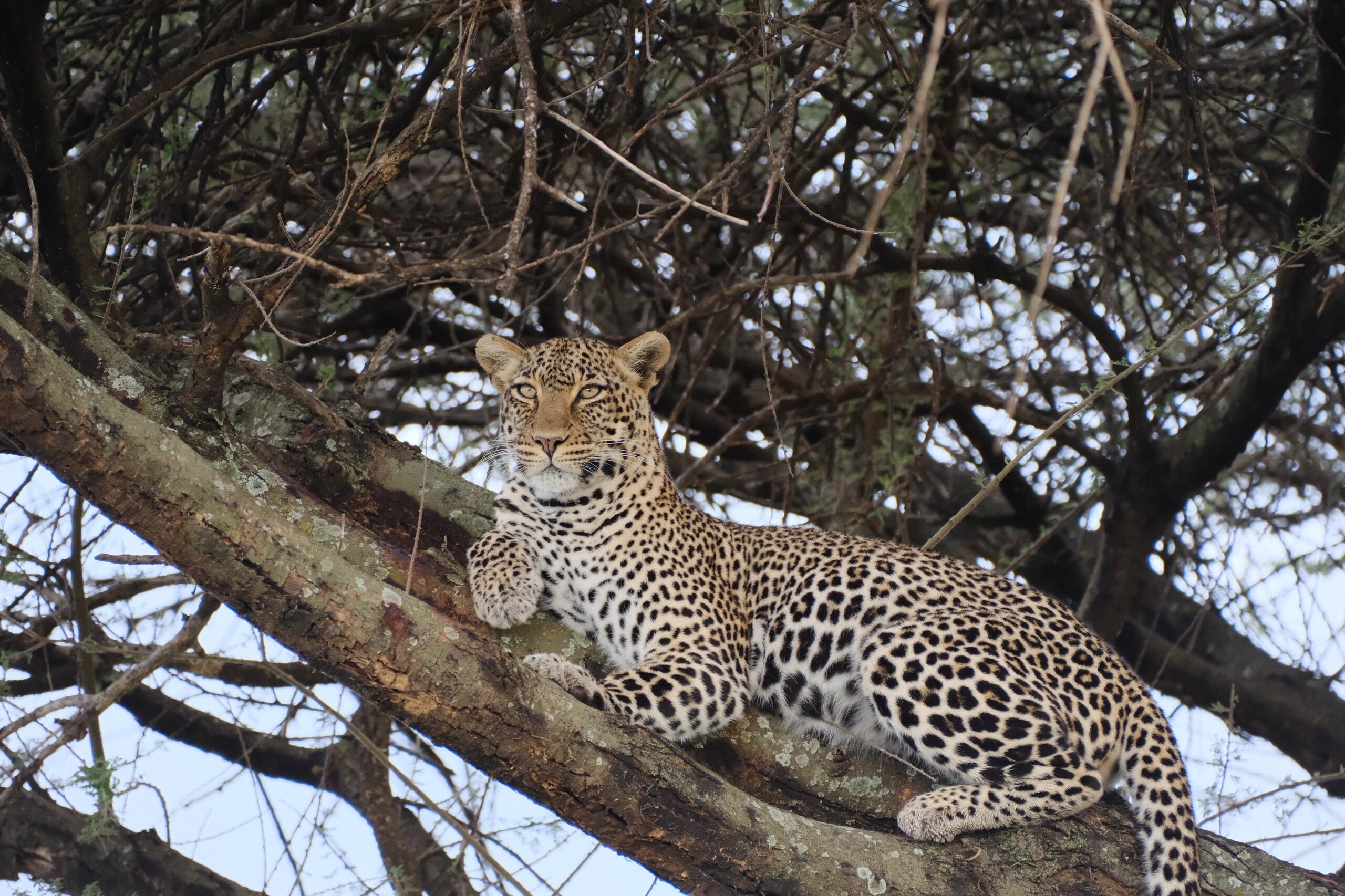Safari Tour 'Topi': 6-Day Manyara, Ngorongoro & Serengeti