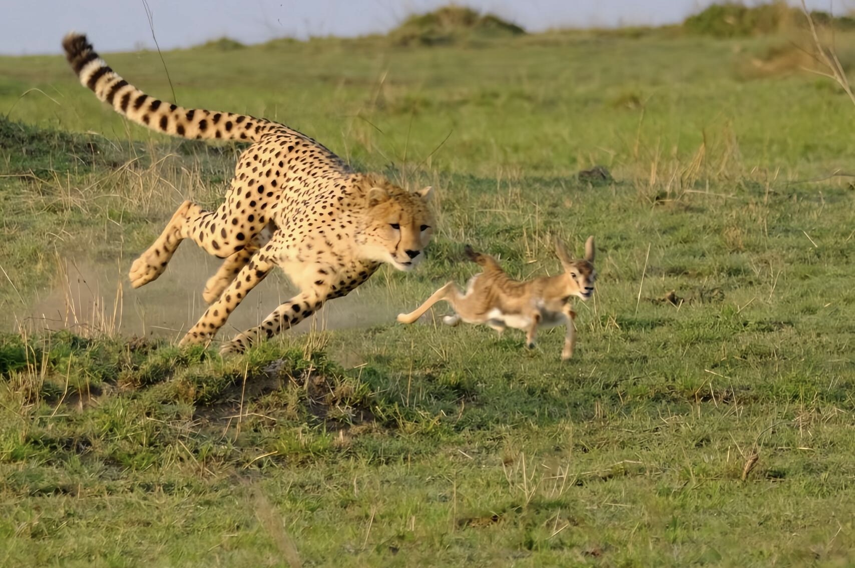 Predator's Season: Big Cats Safari in Tarangire, Ngorongoro & Ndutu