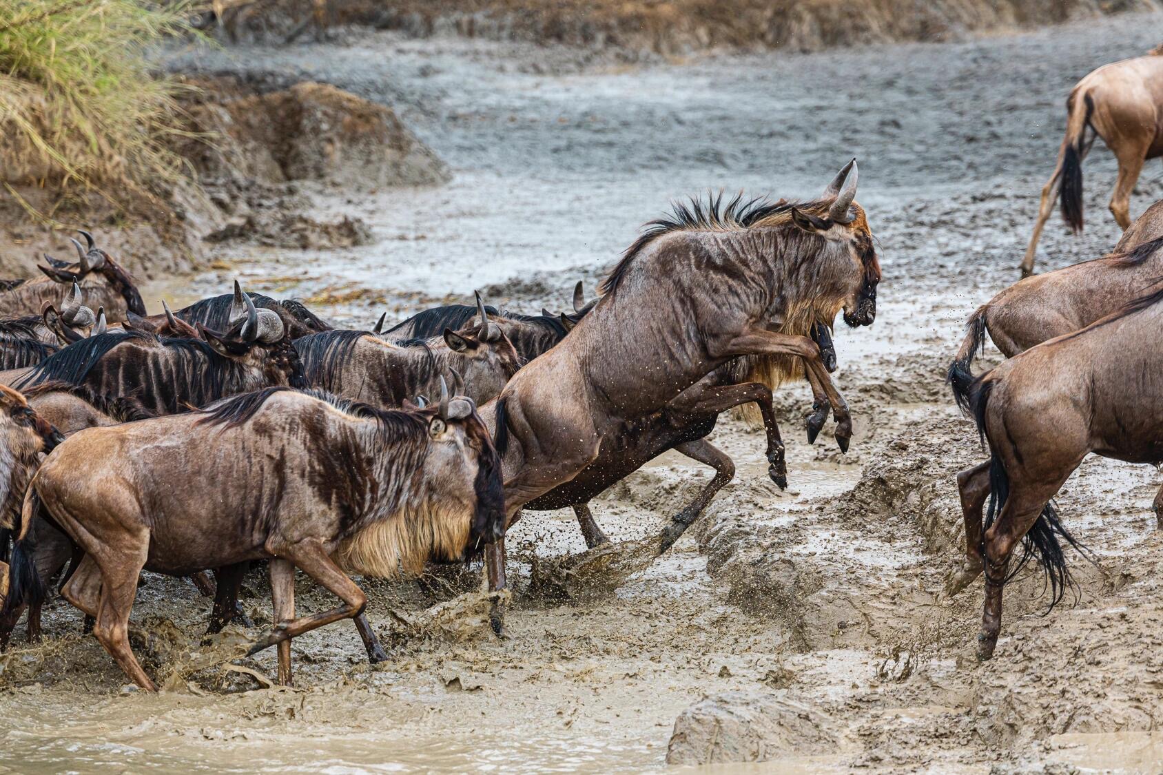 Serengeti Great Migration, Ngorongoro & Tarangire Safari