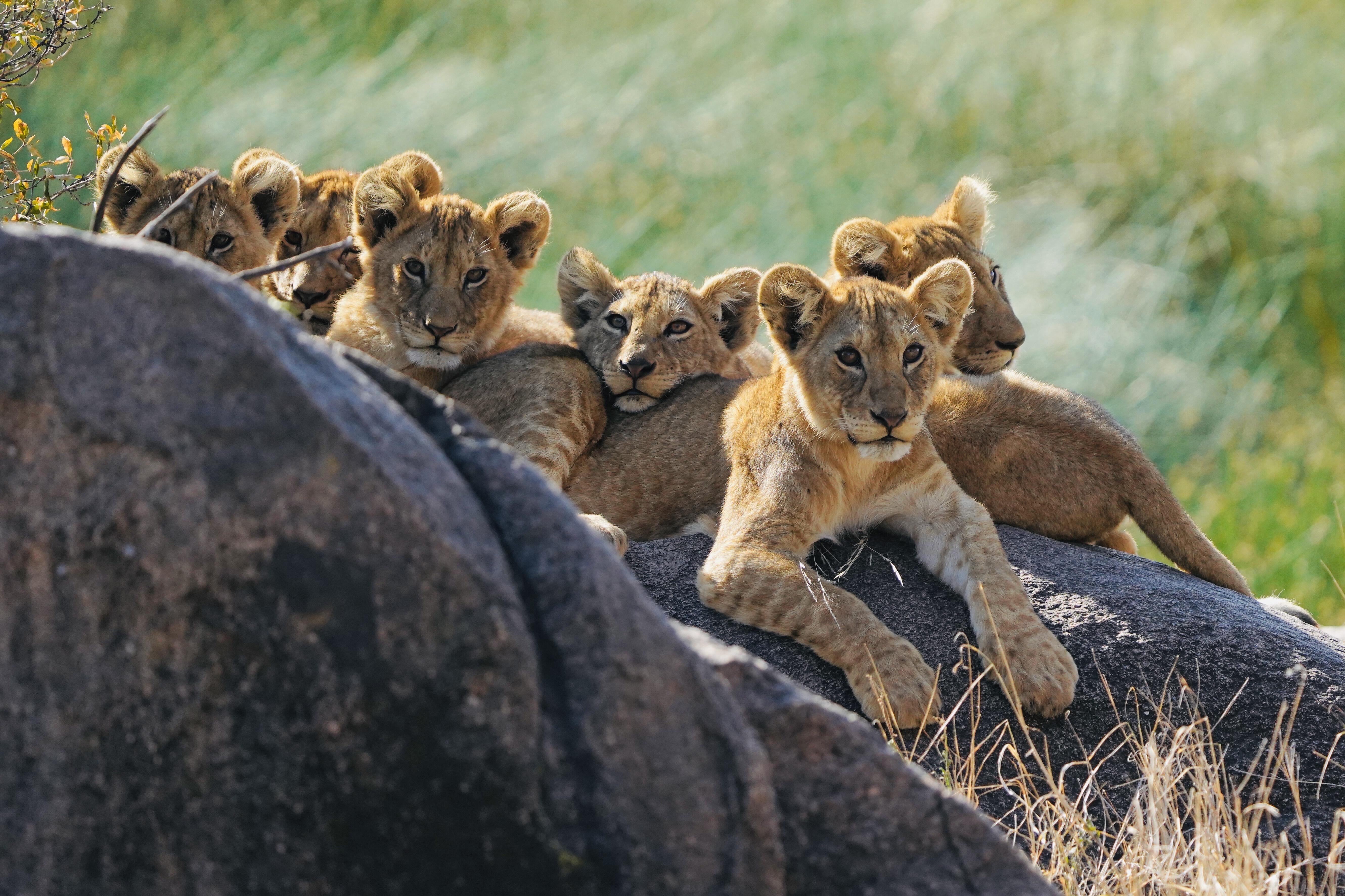 Safari Tour 'Duiker': 2-Day Lake Manyara & Ngorongoro Crater