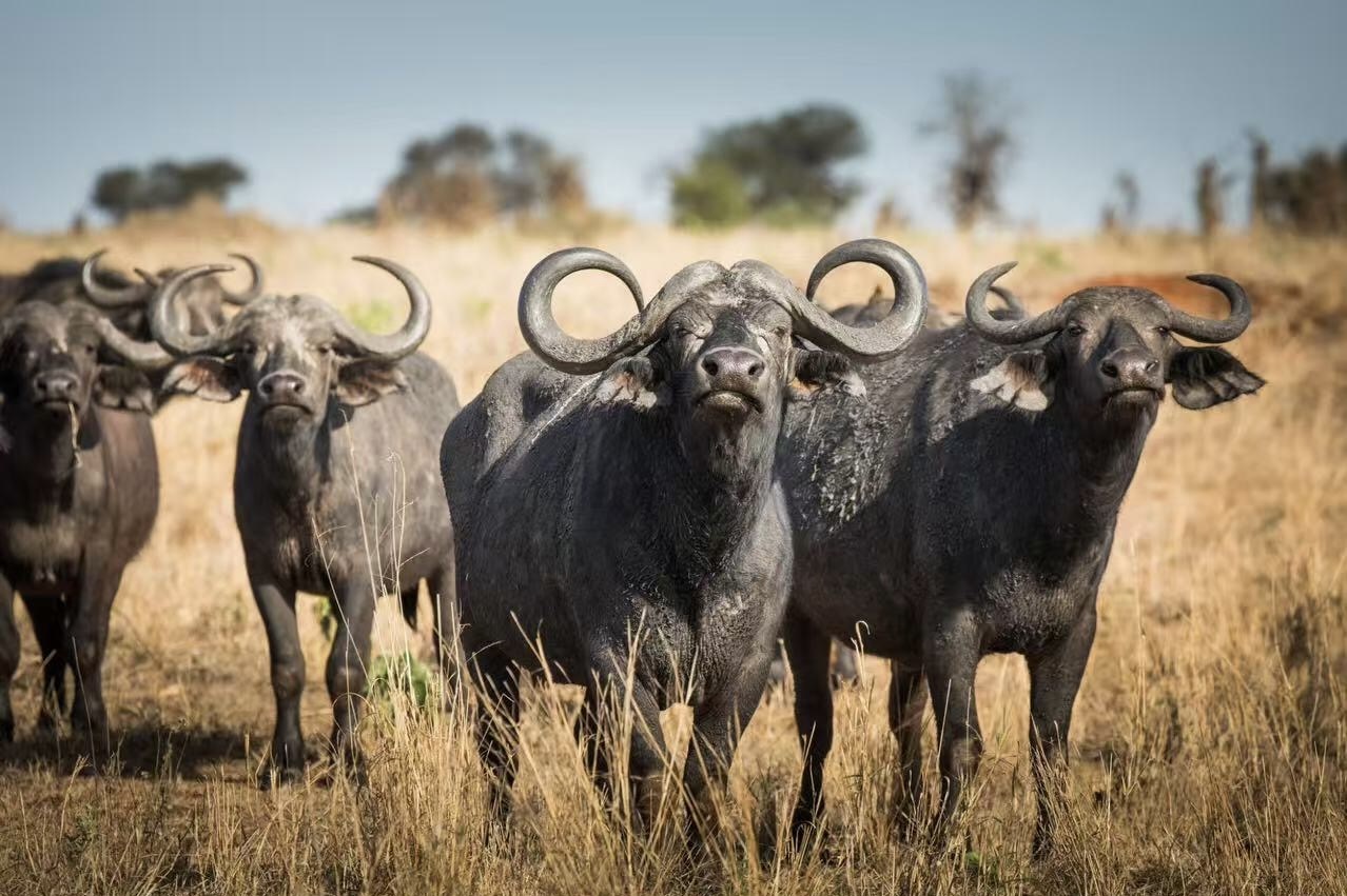 Safari Tour 'Klipspringer': 2-Day Tarangire & Ngorongoro Crater