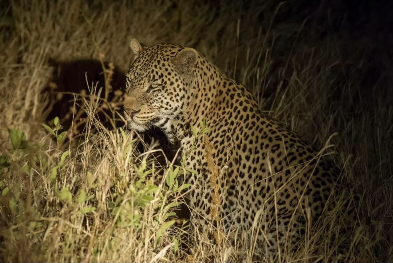 Wild Trails of Tarangire – 3-Day Immersive Safari with Walking & Night Game Drive