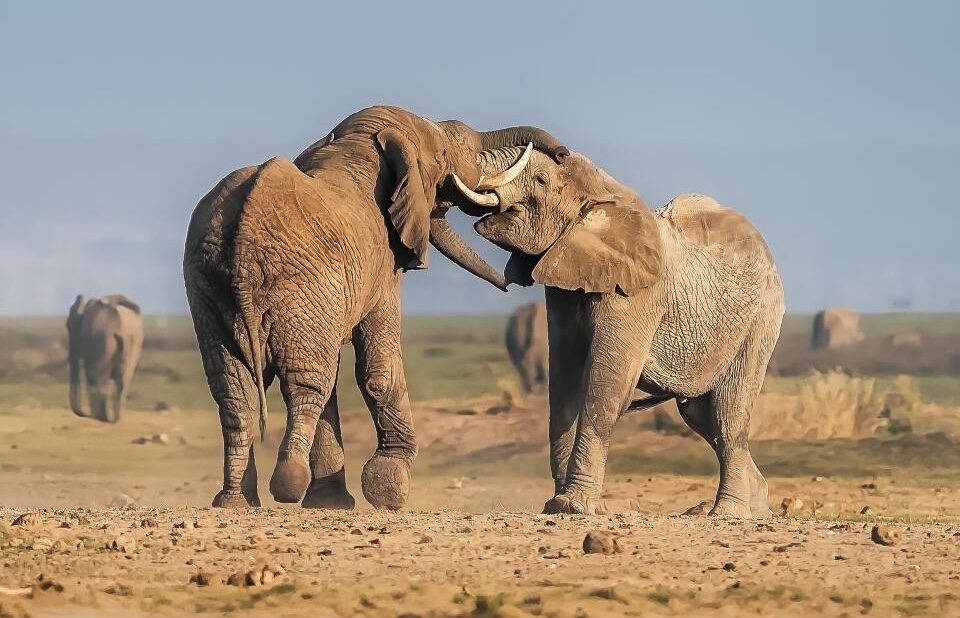 Budget-Friendly Tour in Tarangire, Ngorongoro & Serengeti