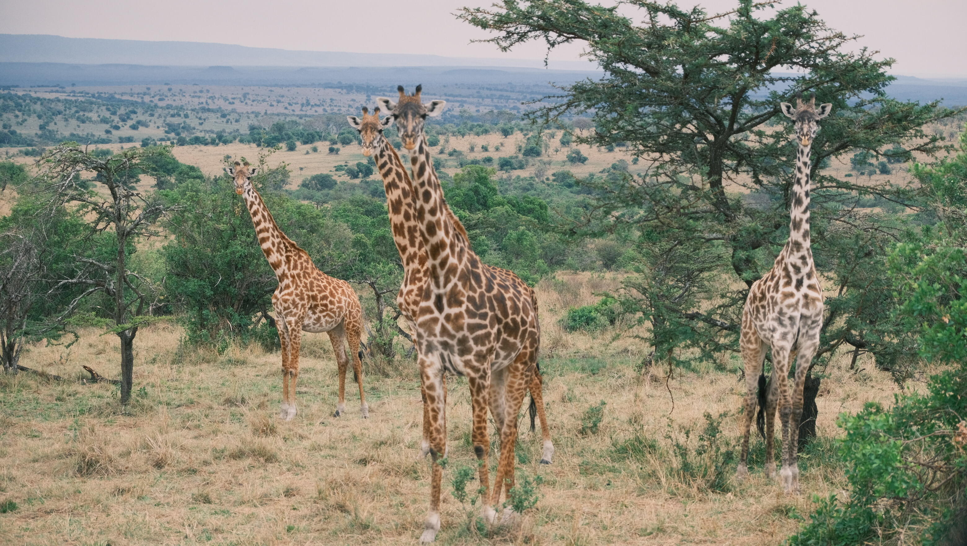 Luxury Migration Safari: Tarangire, Ngorongoro & Serengeti