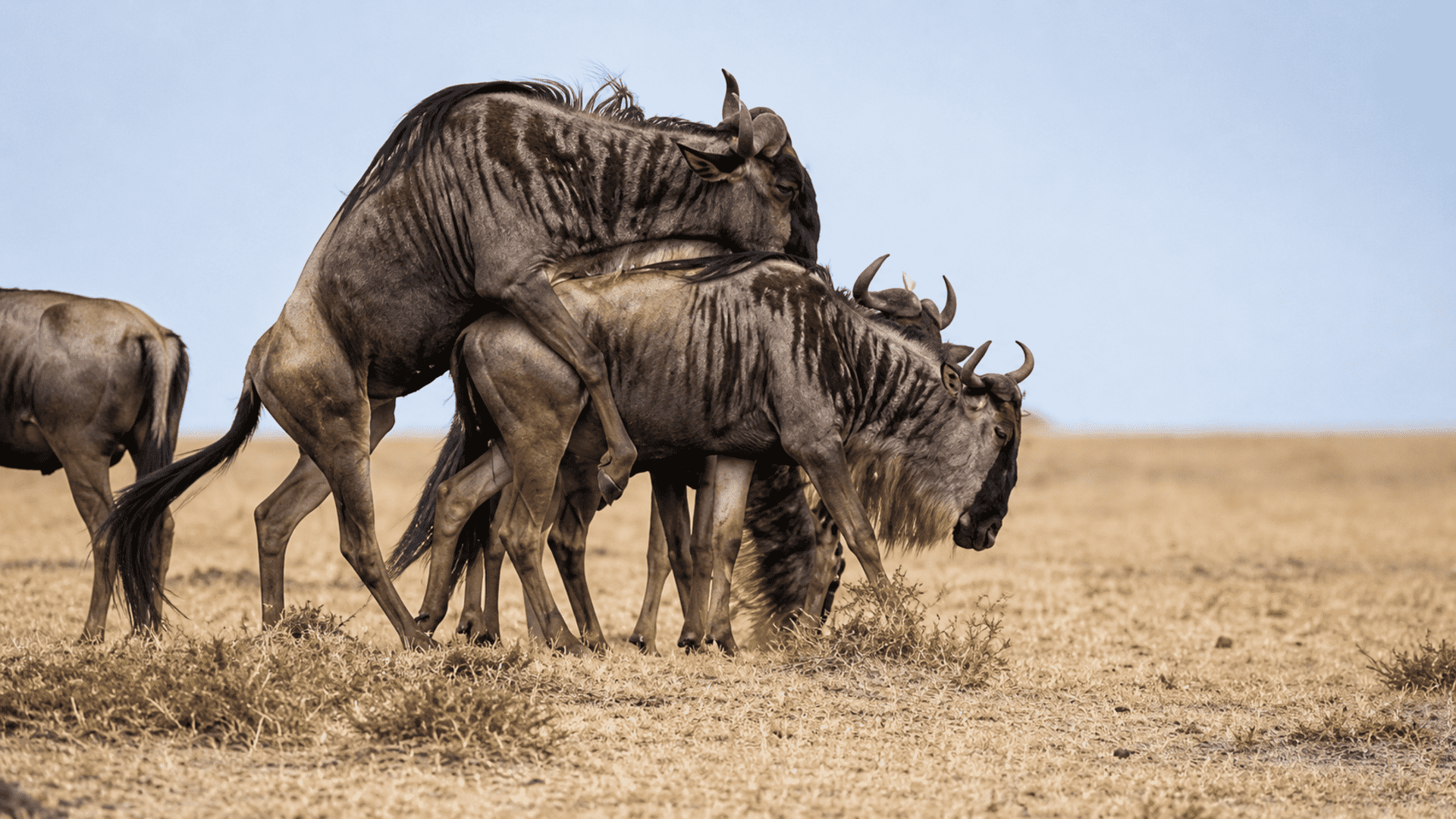 Tarangire to Ndutu & Serengeti – Wildebeest Calving & Big Game