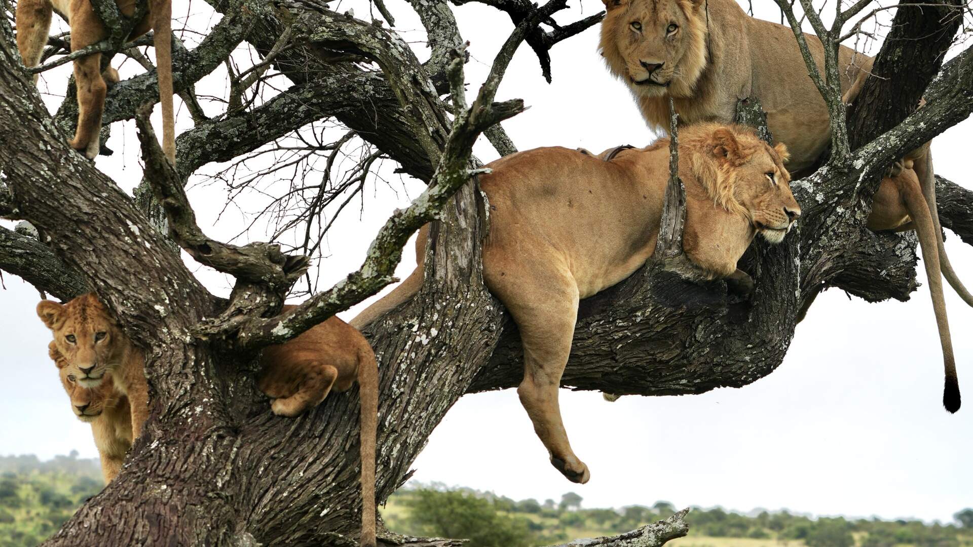 Safari Tour 'Impala': 3-Day Arusha NP, Tarangire & Ngorongoro