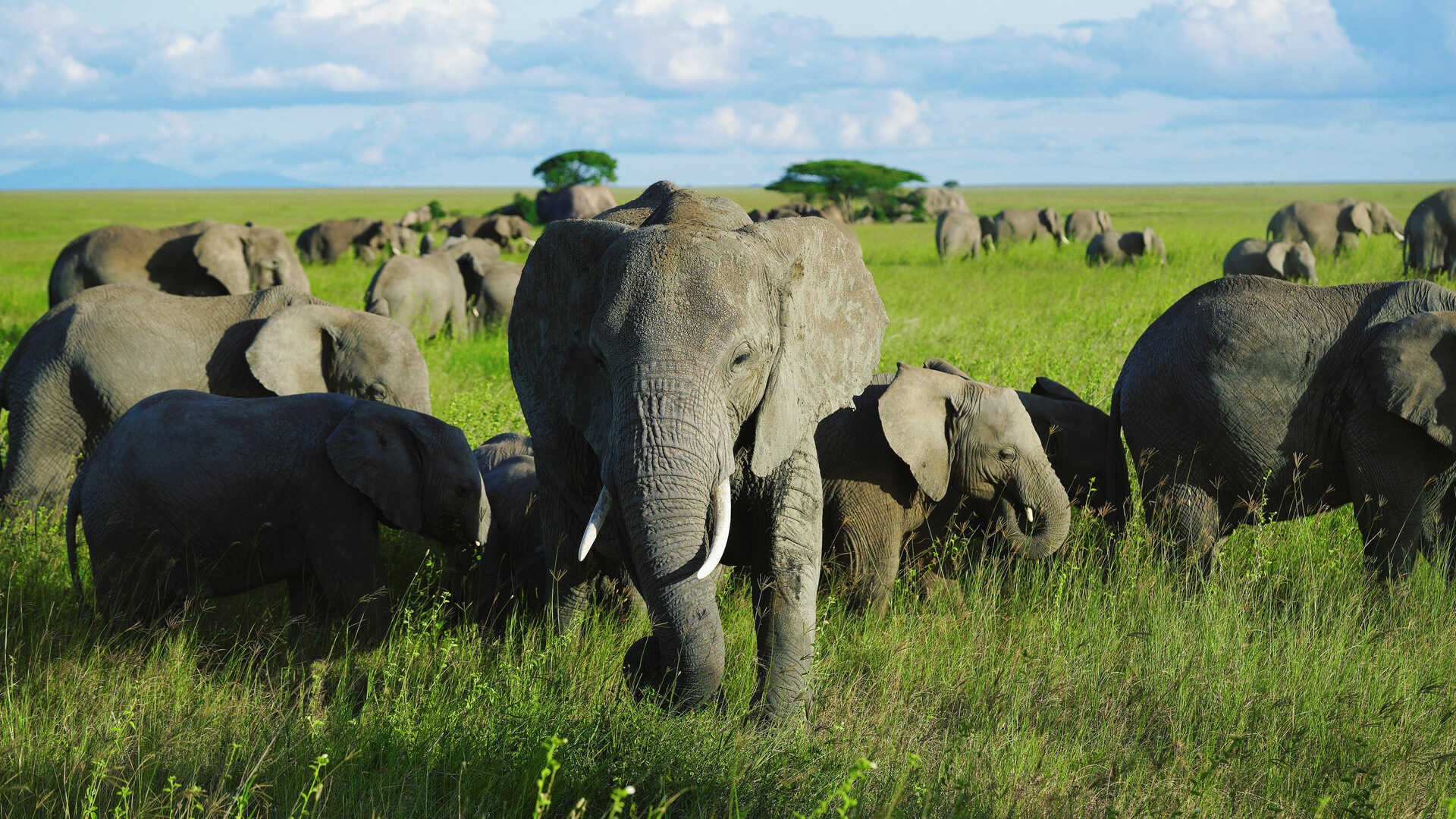 Safari Tour 'Steenbok': 3-Day Tarangire & Ngorongoro (Comfort)