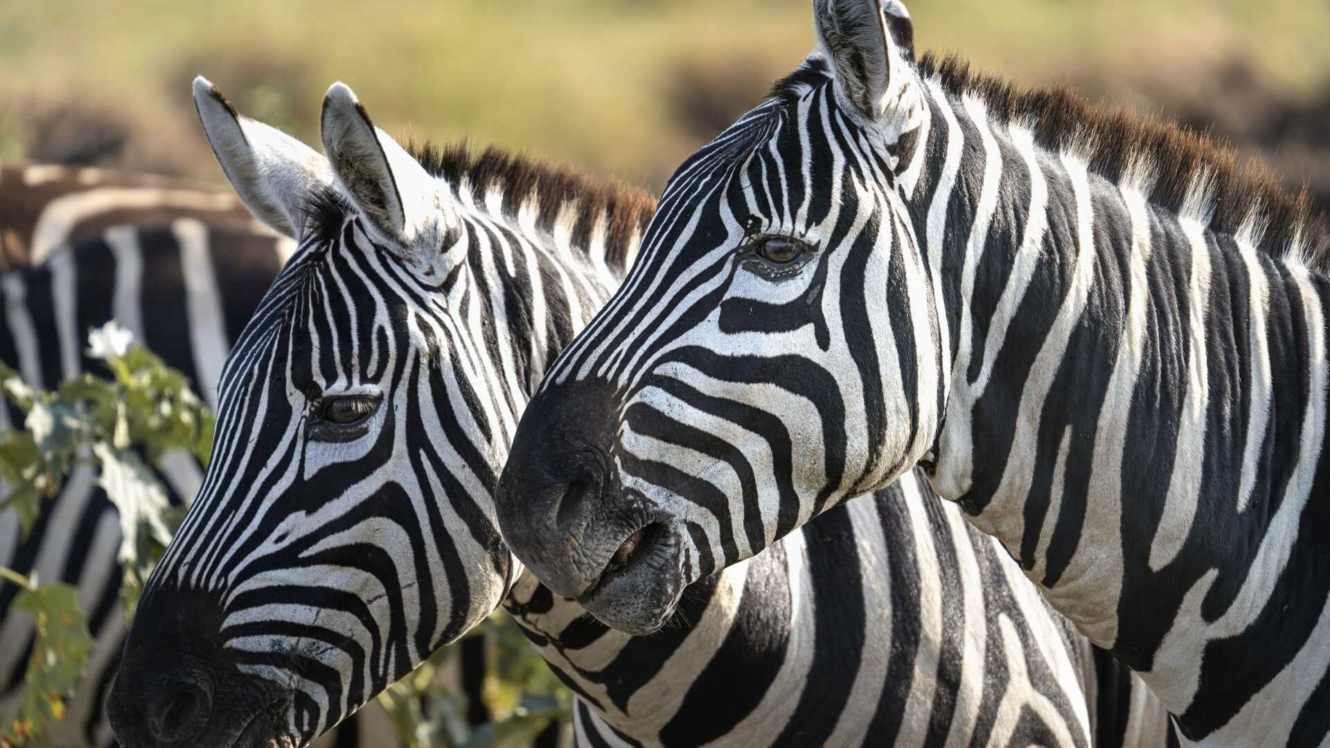 Migration & Calving Safari: Tarangire, Ngorongoro, Ndutu & Southern Serengeti
