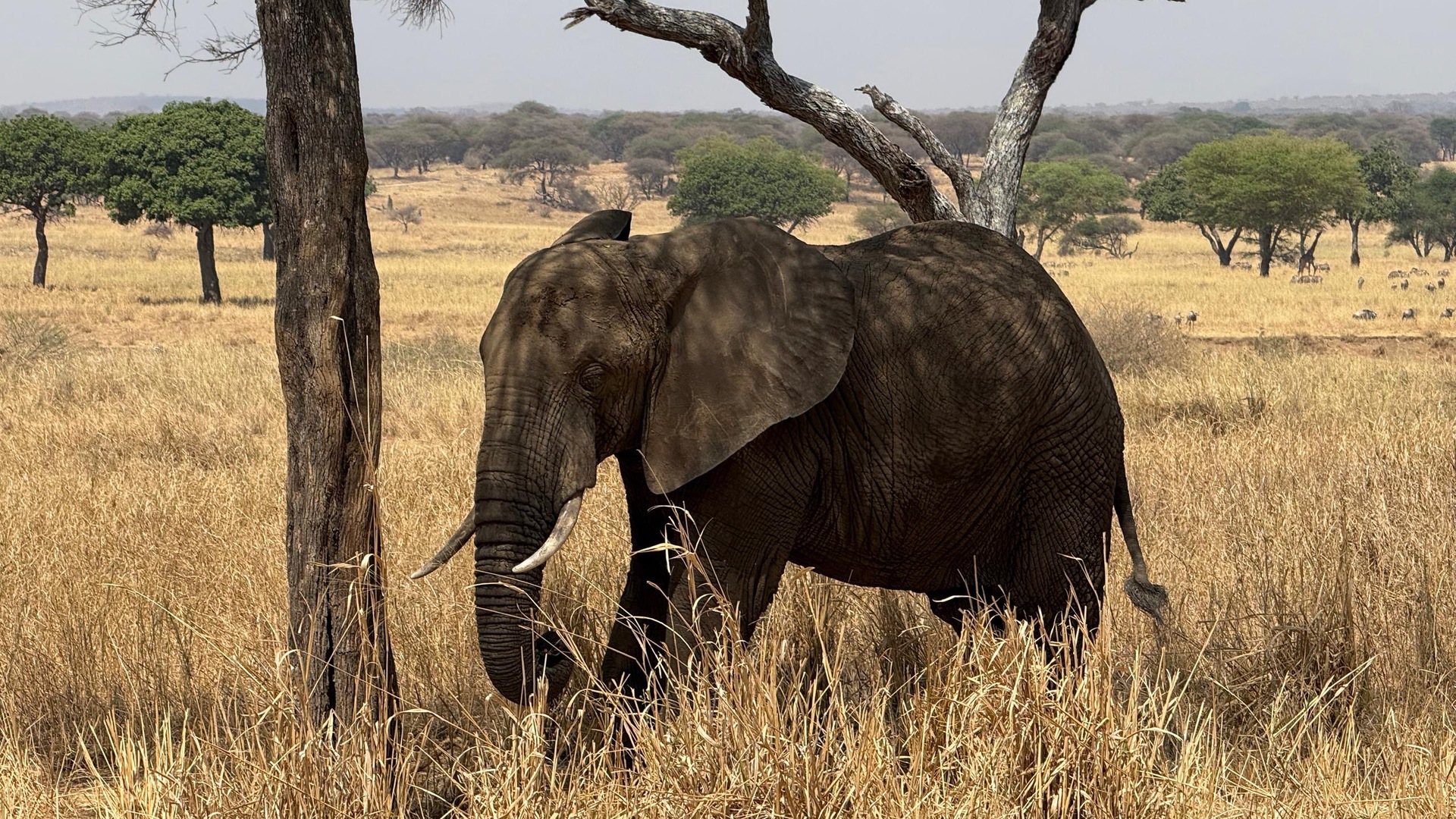 Safari Tour 'Hartebeest': 7-Day Tarangire, Serengeti & Ngorongoro