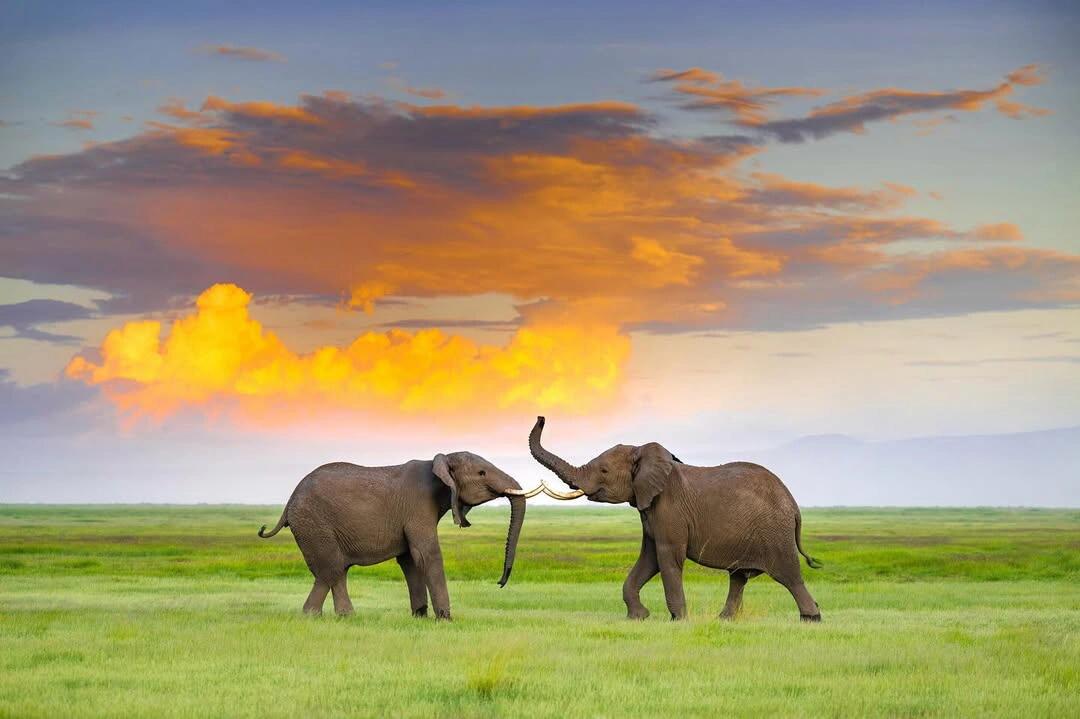 Safari Background