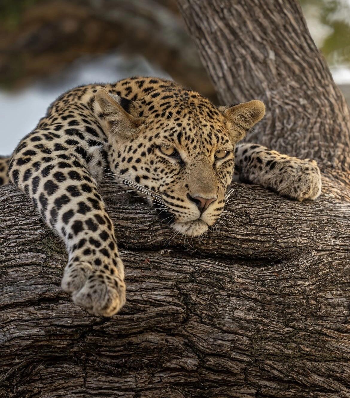 Whispers of the Wilderness