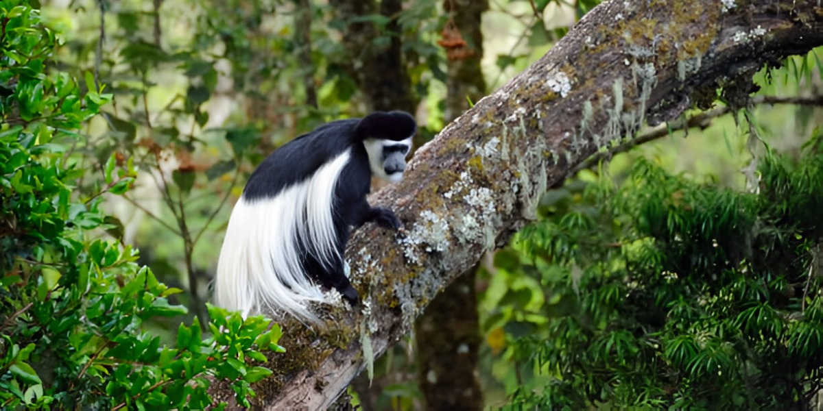 Big Tree Camp - Gallery Image 1