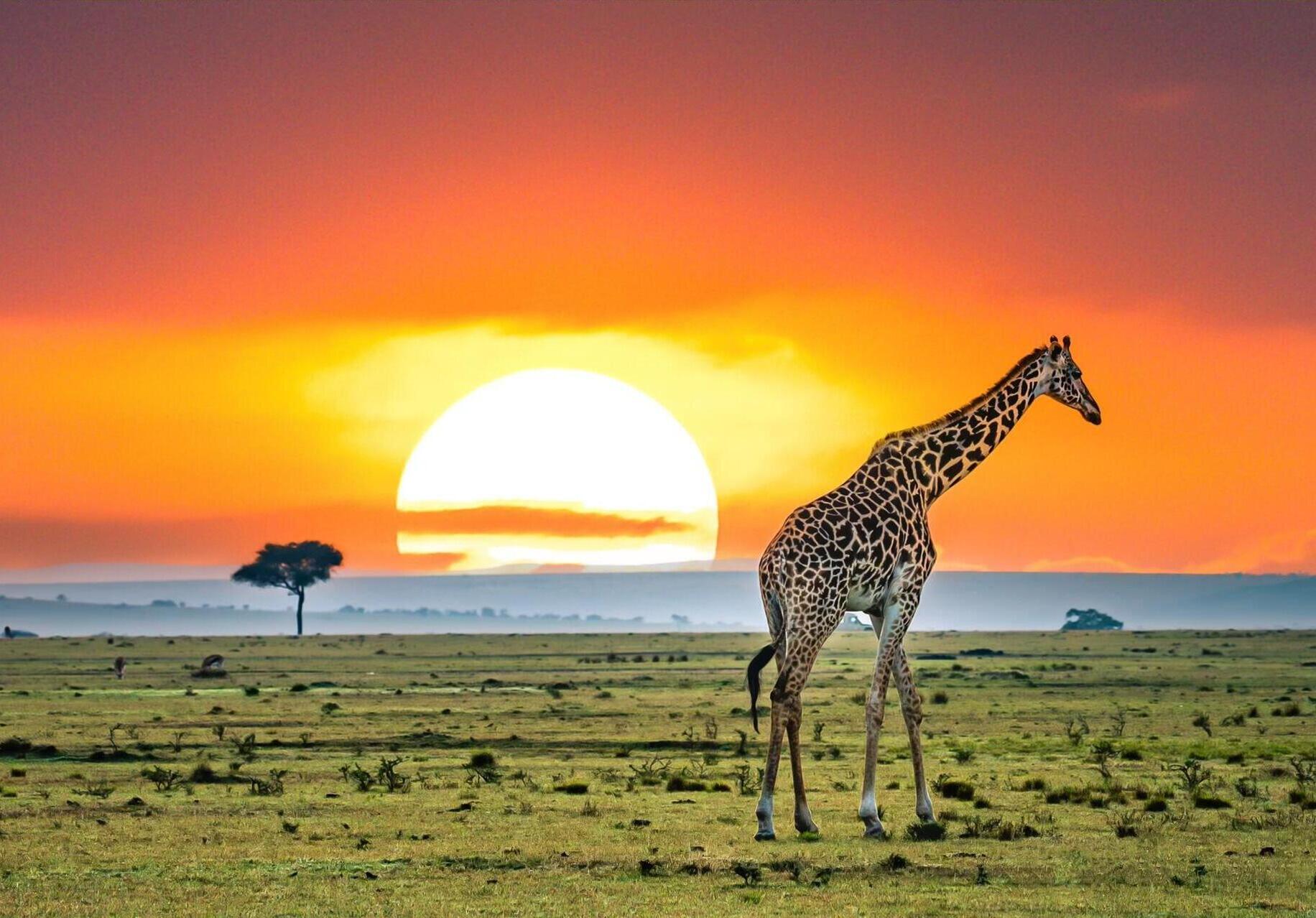 Tanzania Safaris