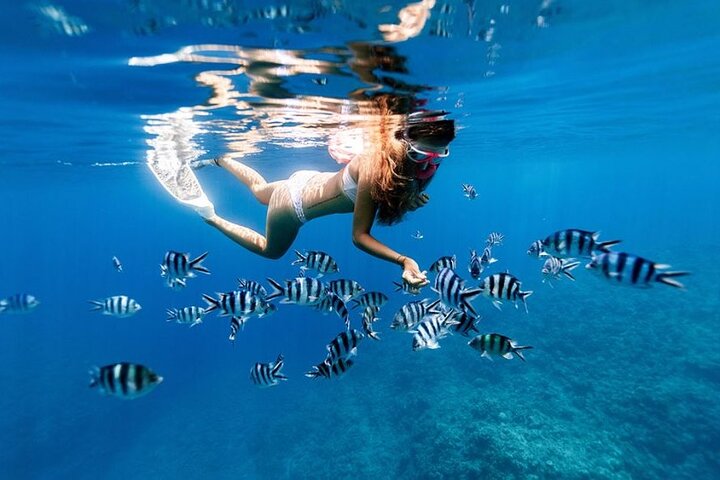 Safari Blue: The Ultimate Snorkeling, Dolphin, and Seafood Adventure