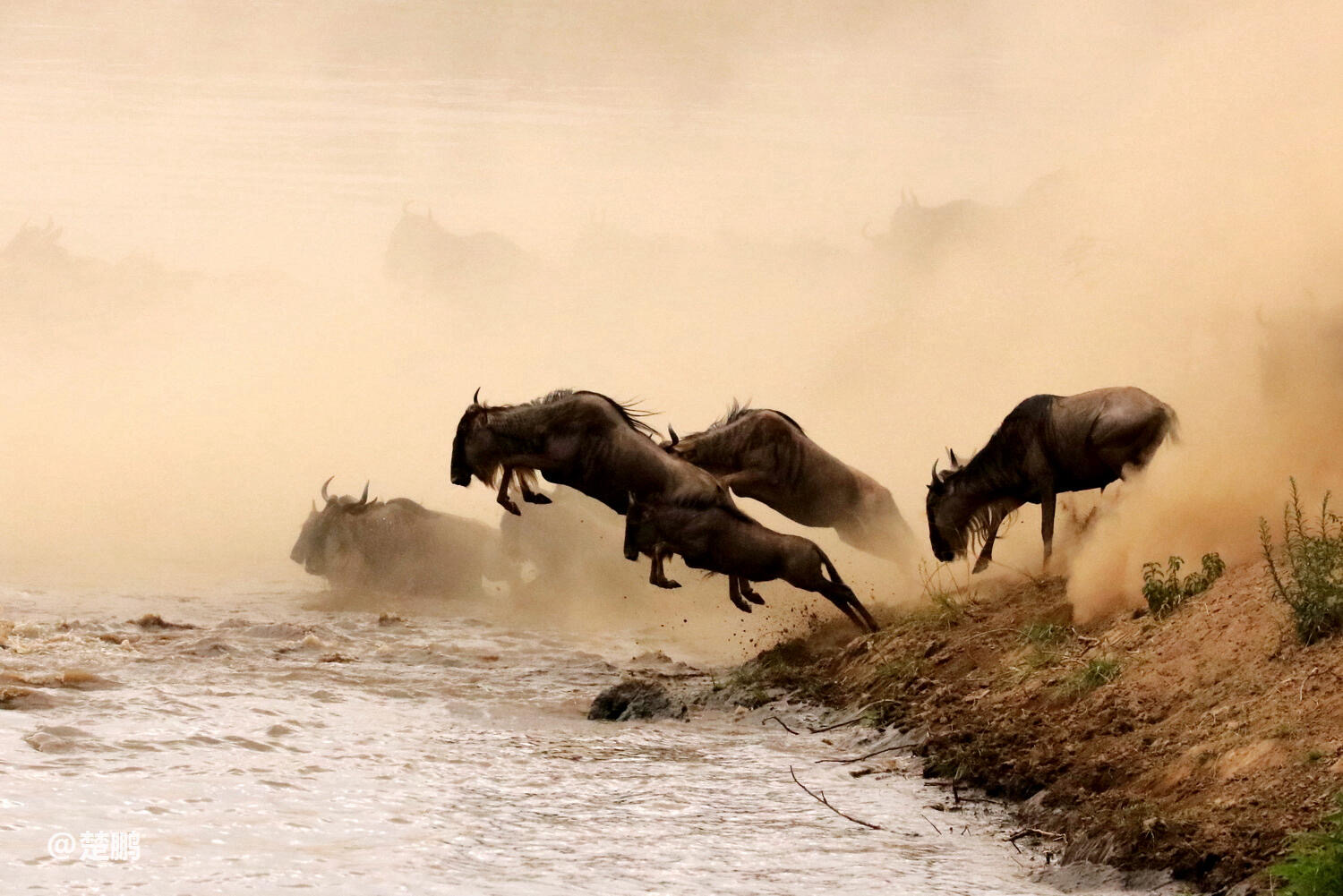 The Great Wildebeest Migration: Earth’s Greatest Wildlife Spectacle