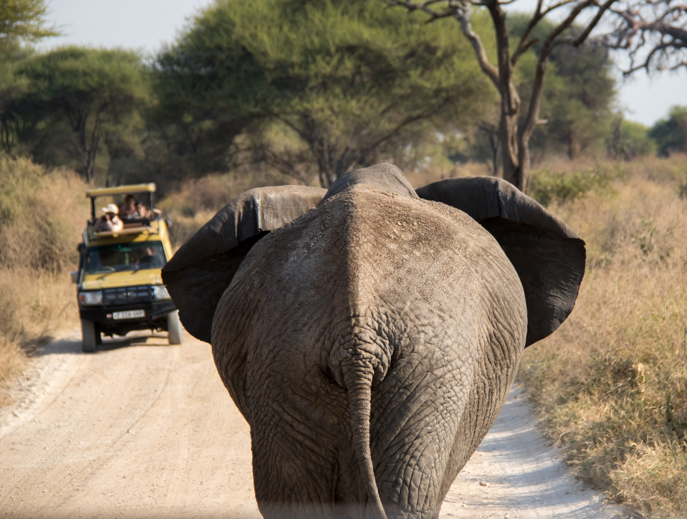 Discover Safaris: Past, Present & Best Spots