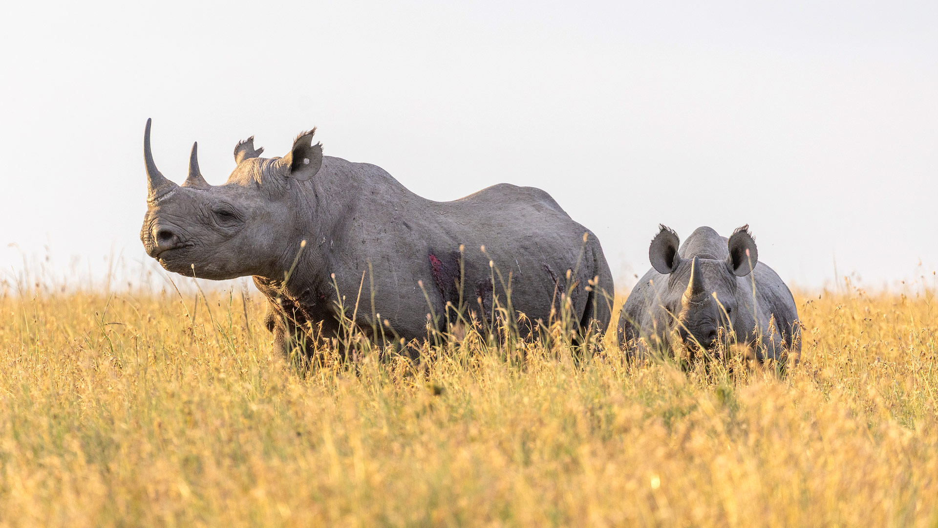 The Ultimate Guide to Planning a Tanzania Safari (2026 Edition)