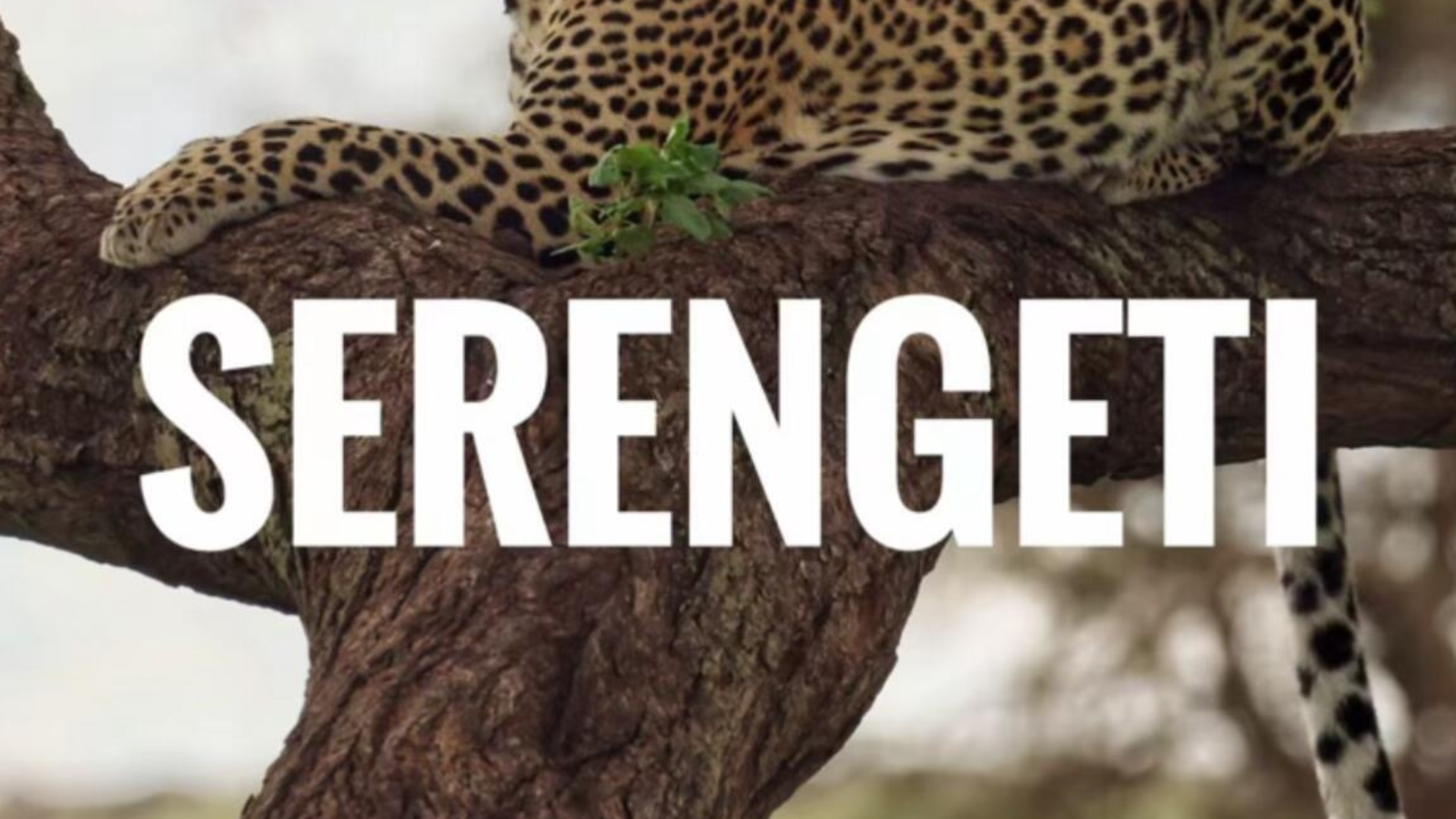Serengeti