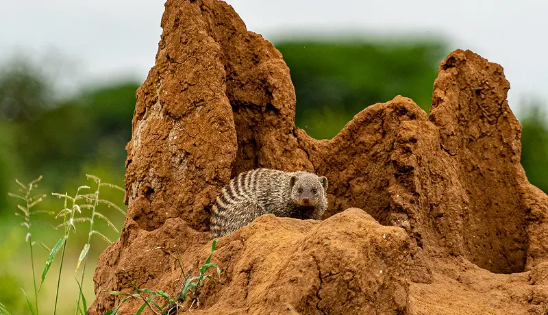 Game Drives (Morning, Afternoon, and Full-Day)