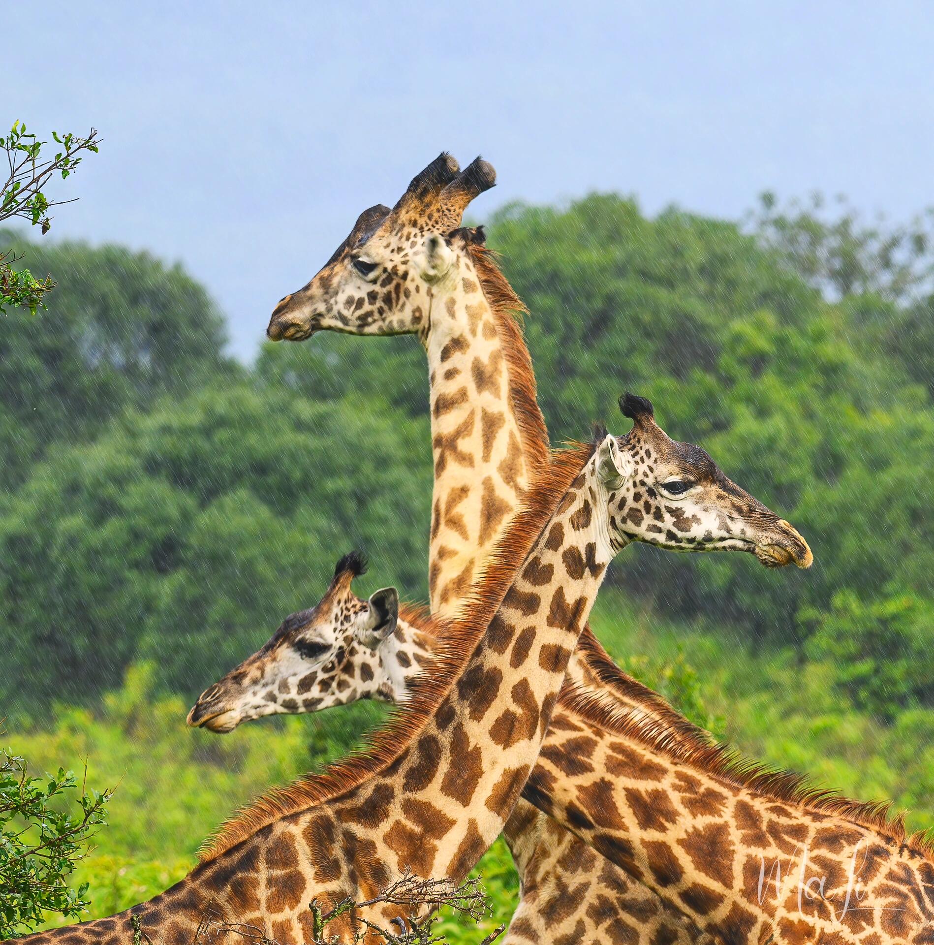 Arusha National Park