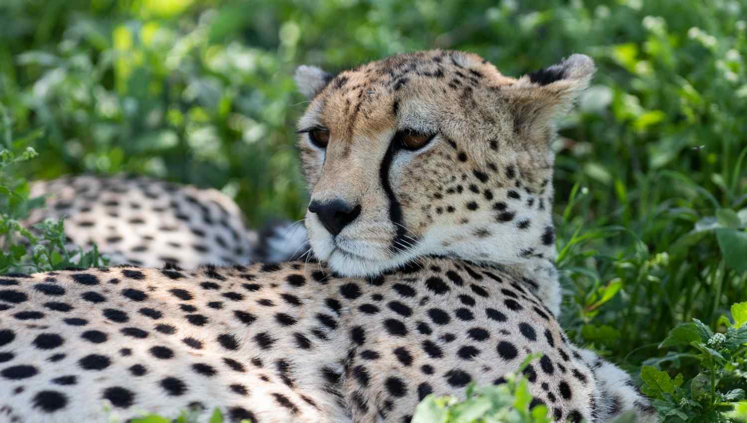 Big Cats and Predator Action