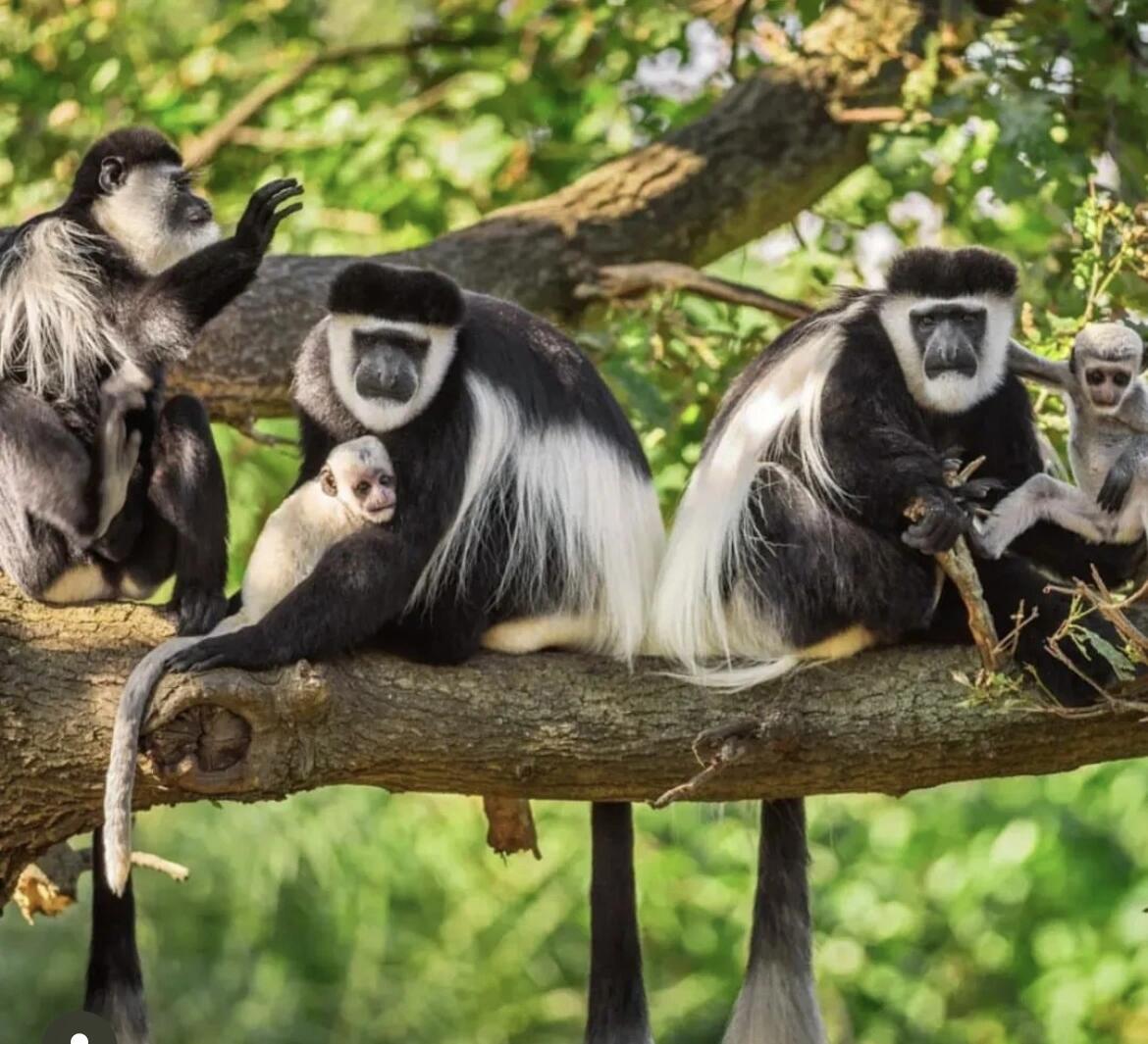 Black and white colubus monkey