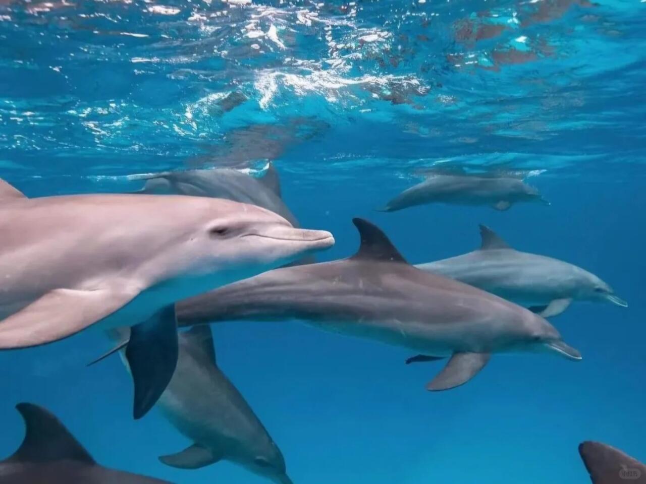 Whale and Dolphin Watching